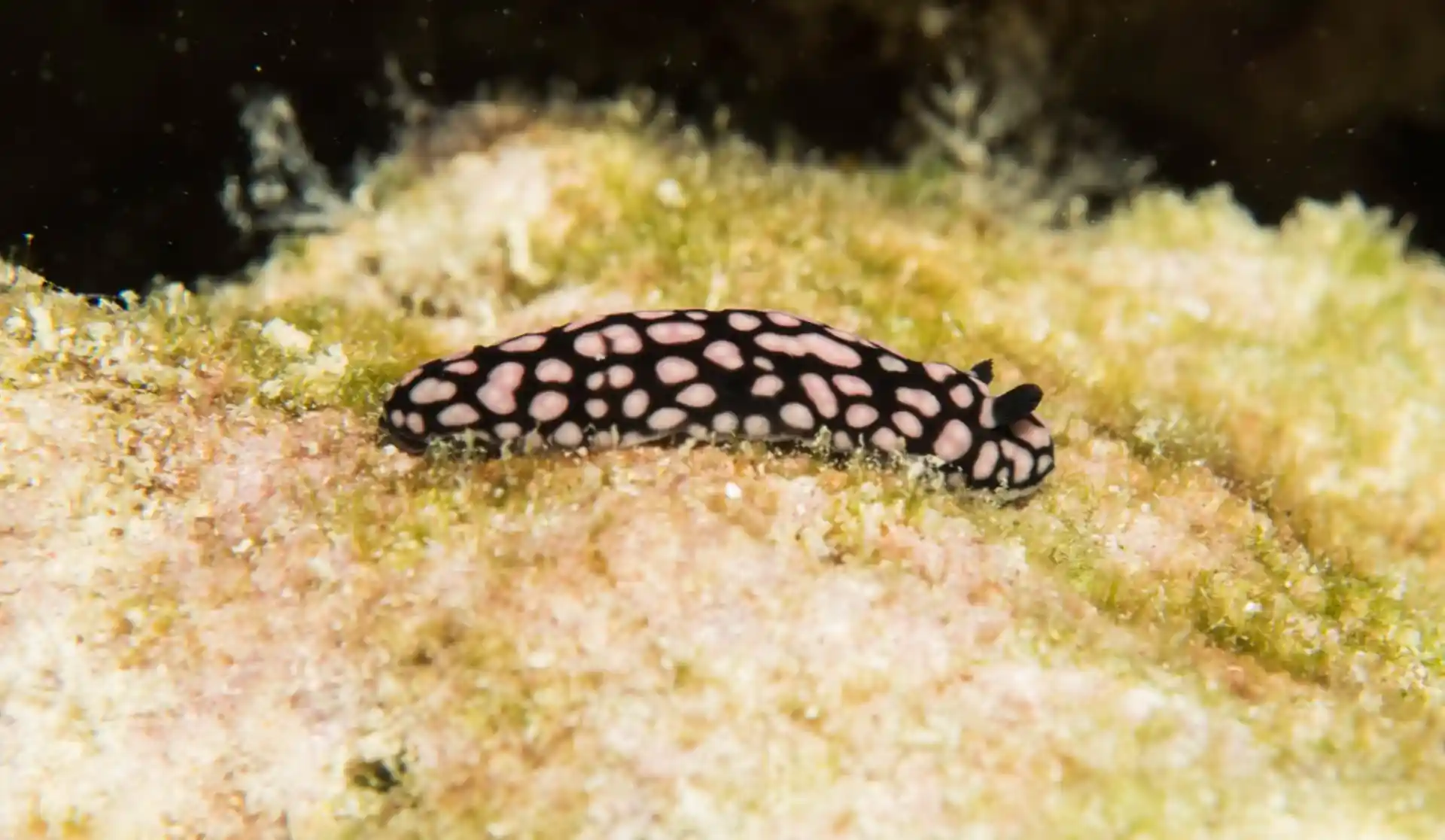 Dive site photo