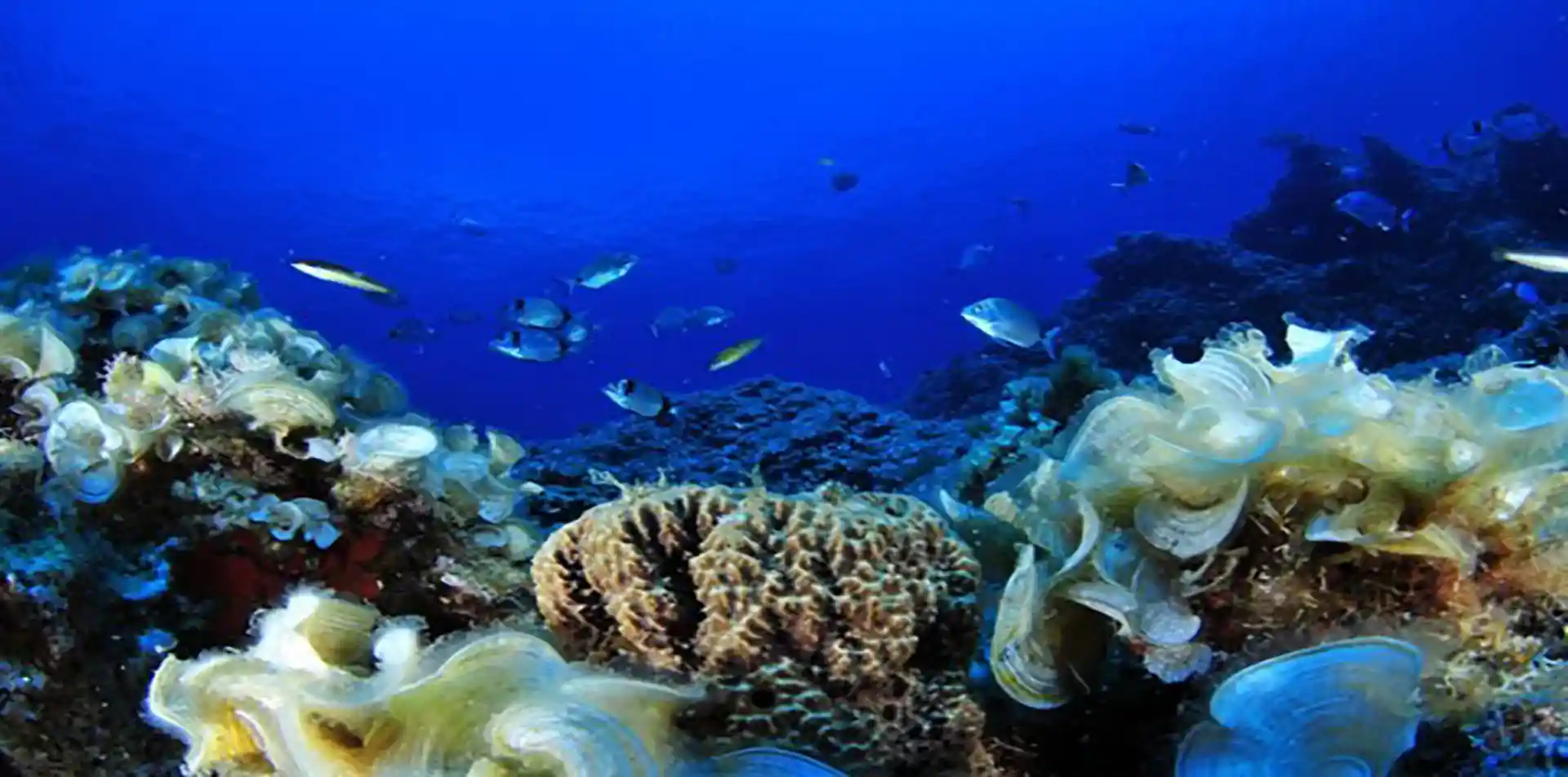 Photo du site de plongée