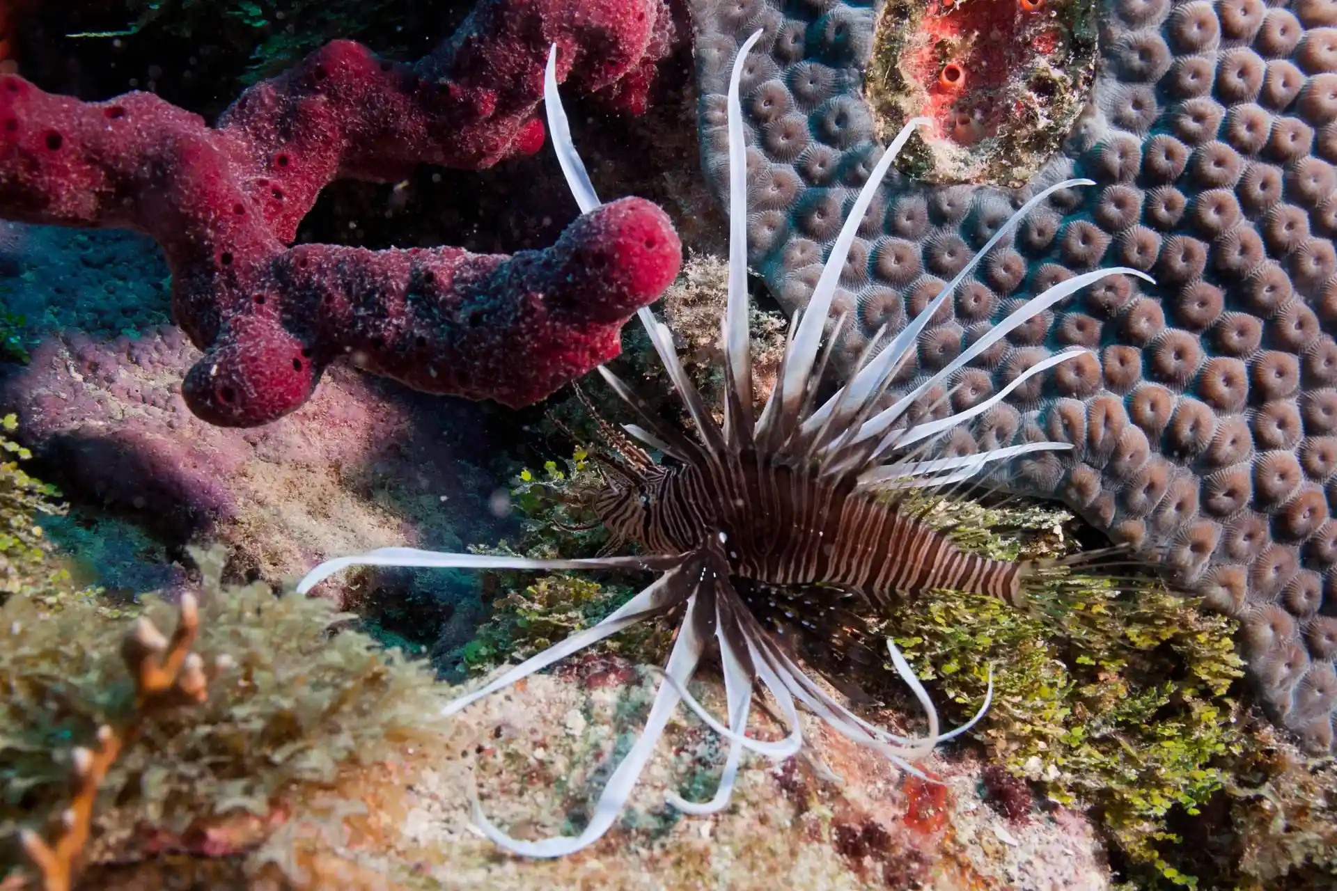 Photo du site de plongée