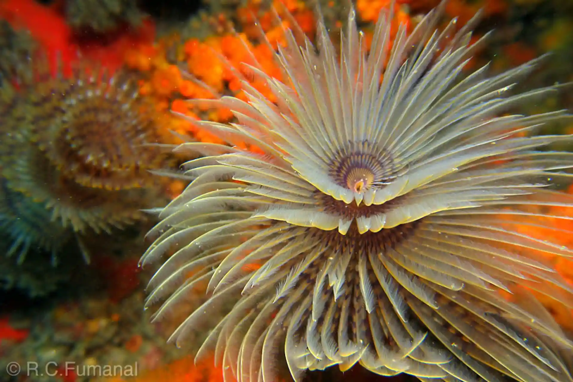 Dive site photo