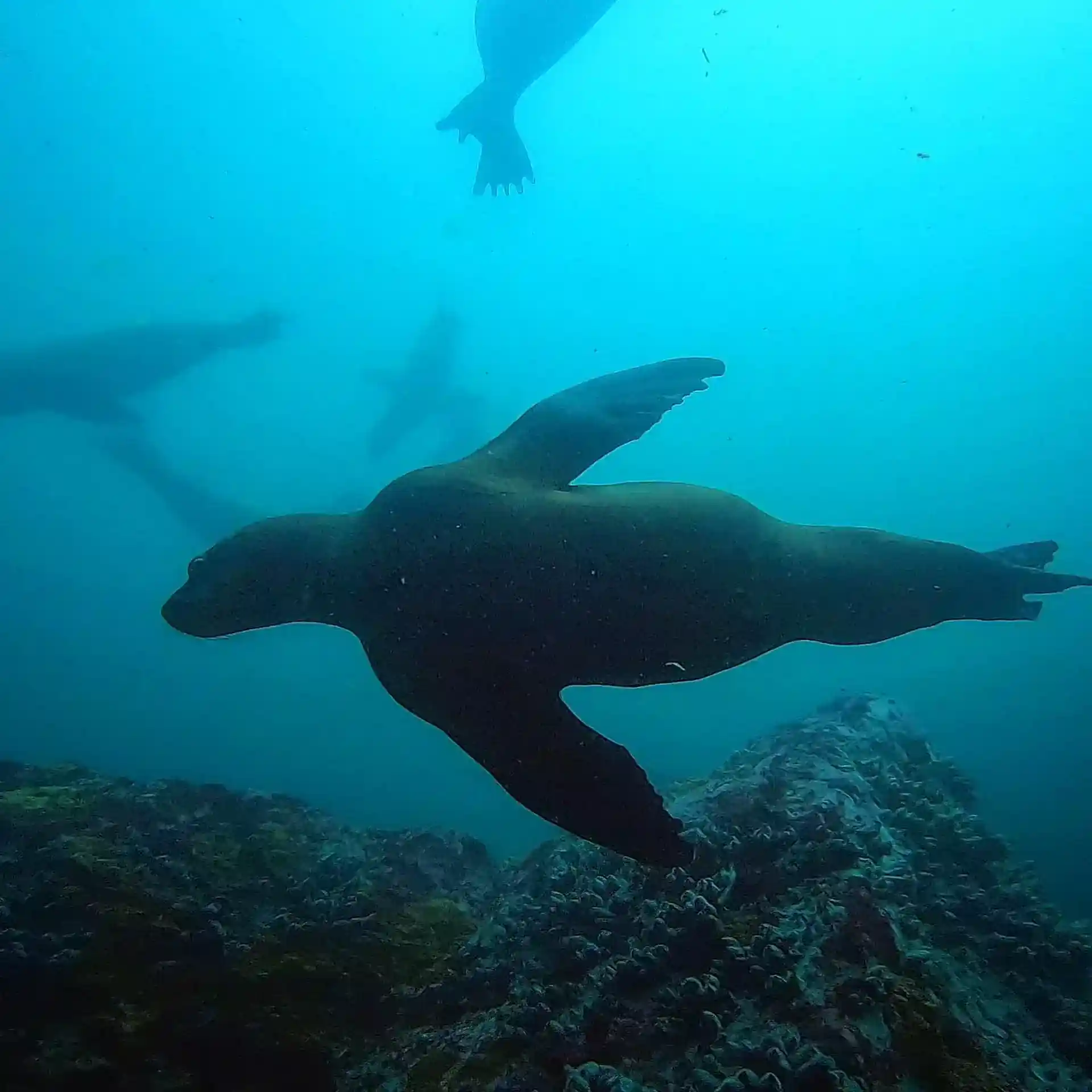 Foto de la tienda de buceo