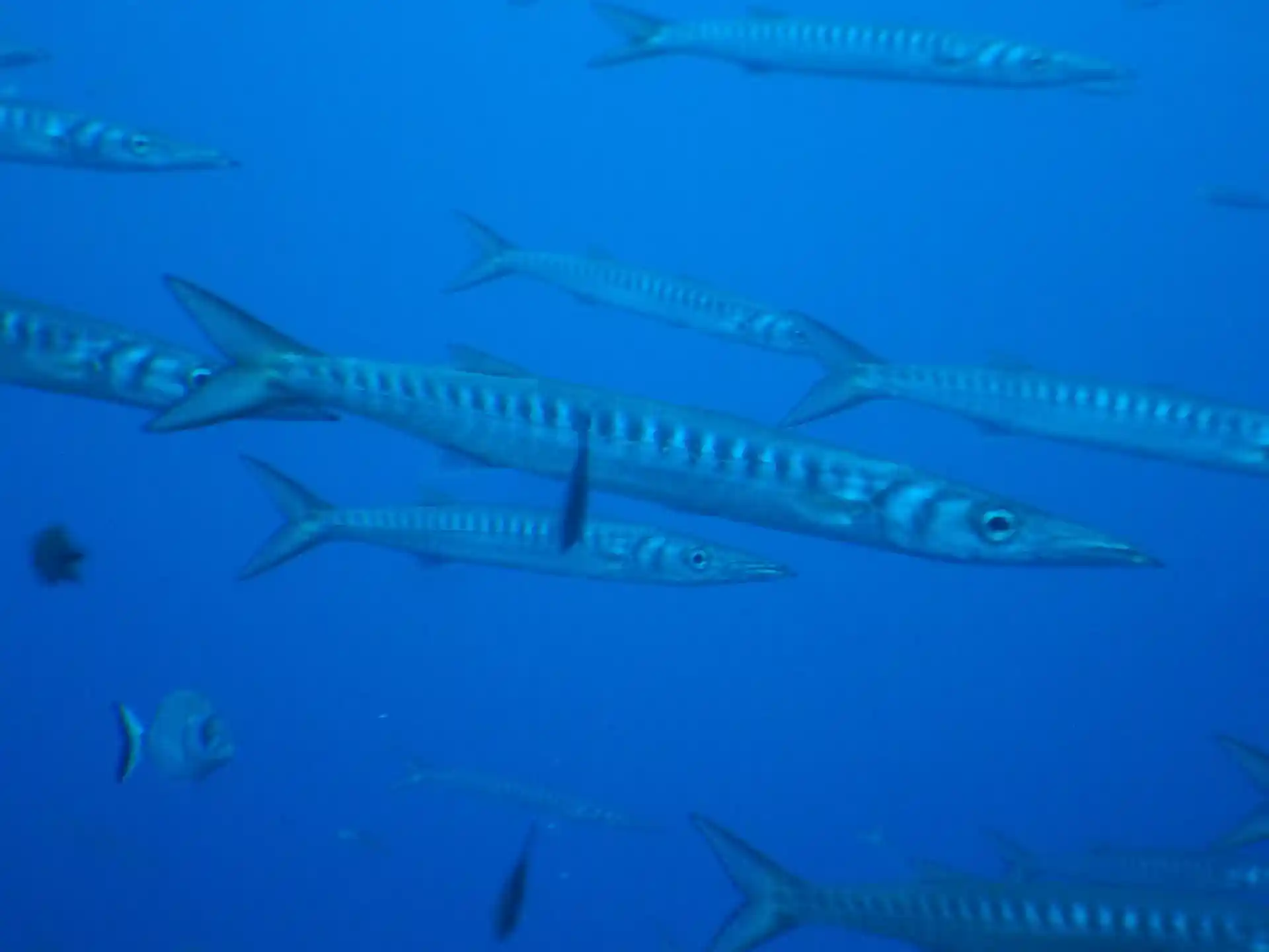 다이빙 포인트 사진