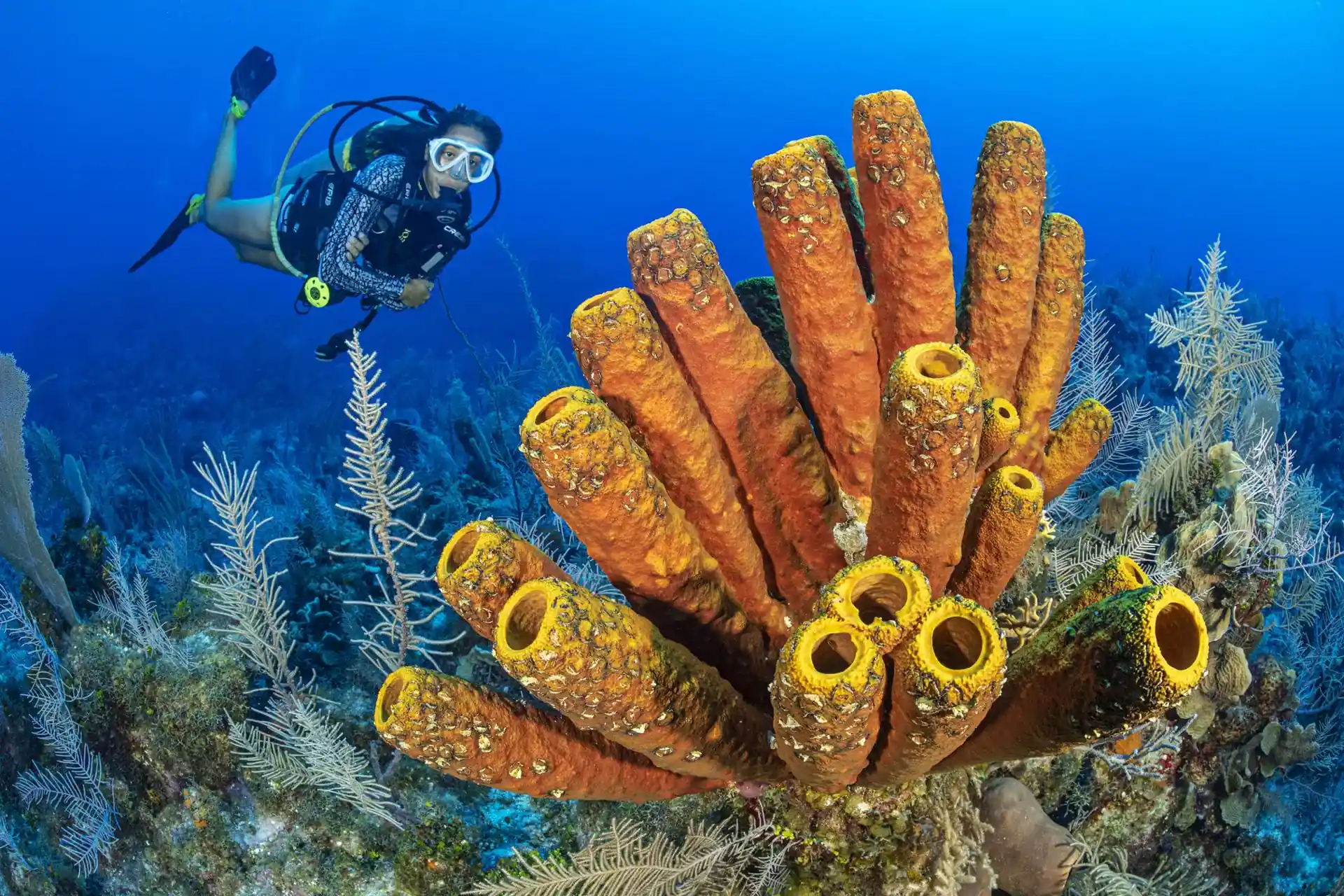 Dive site photo