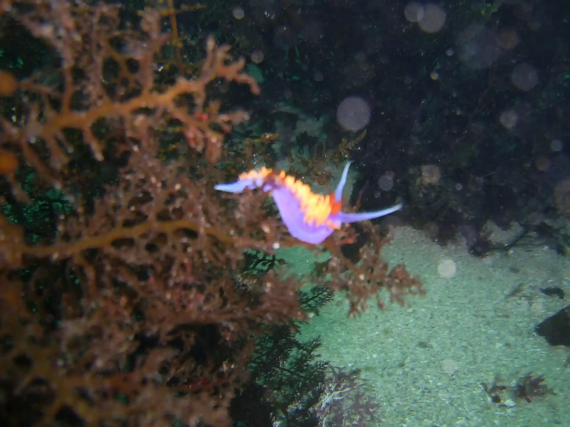 Dive site photo