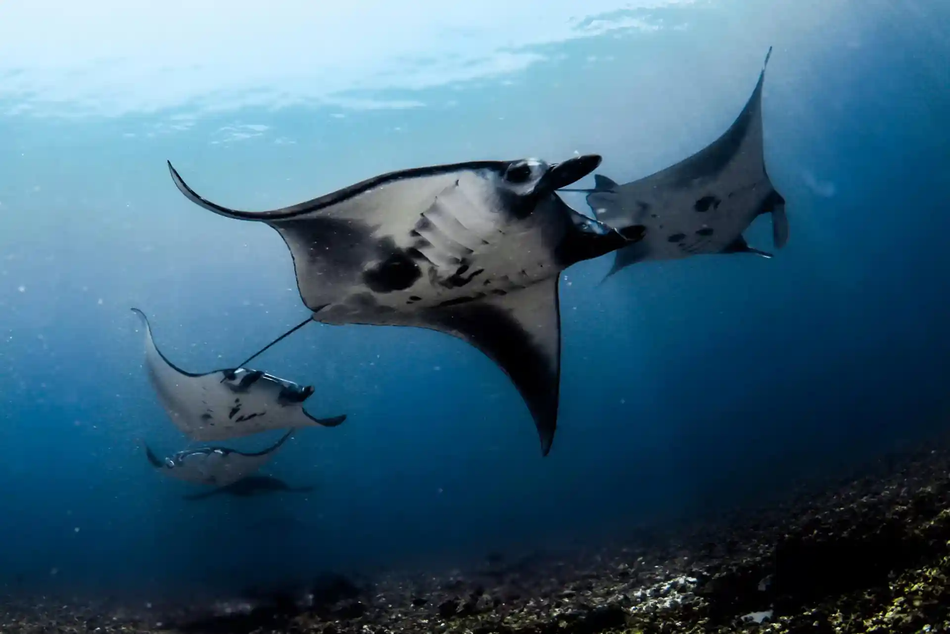 Dive shop photo