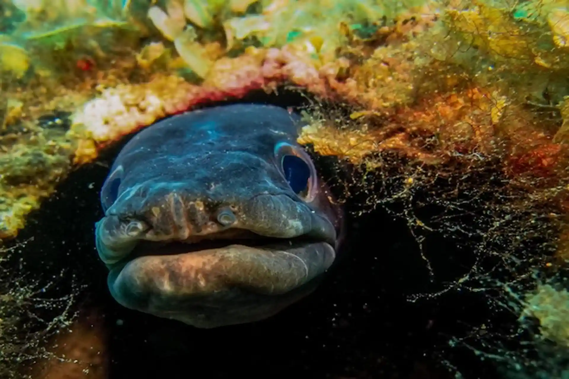 Meet the Conger Eel
