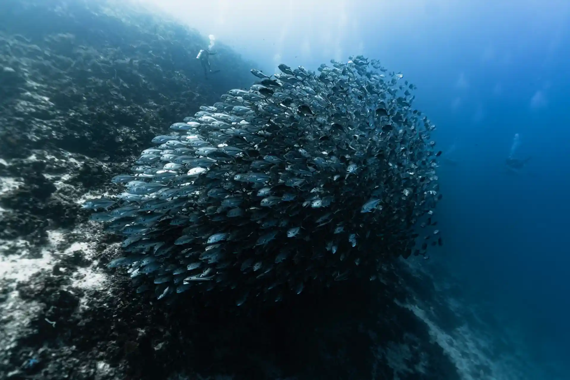 Schools of jackfish.