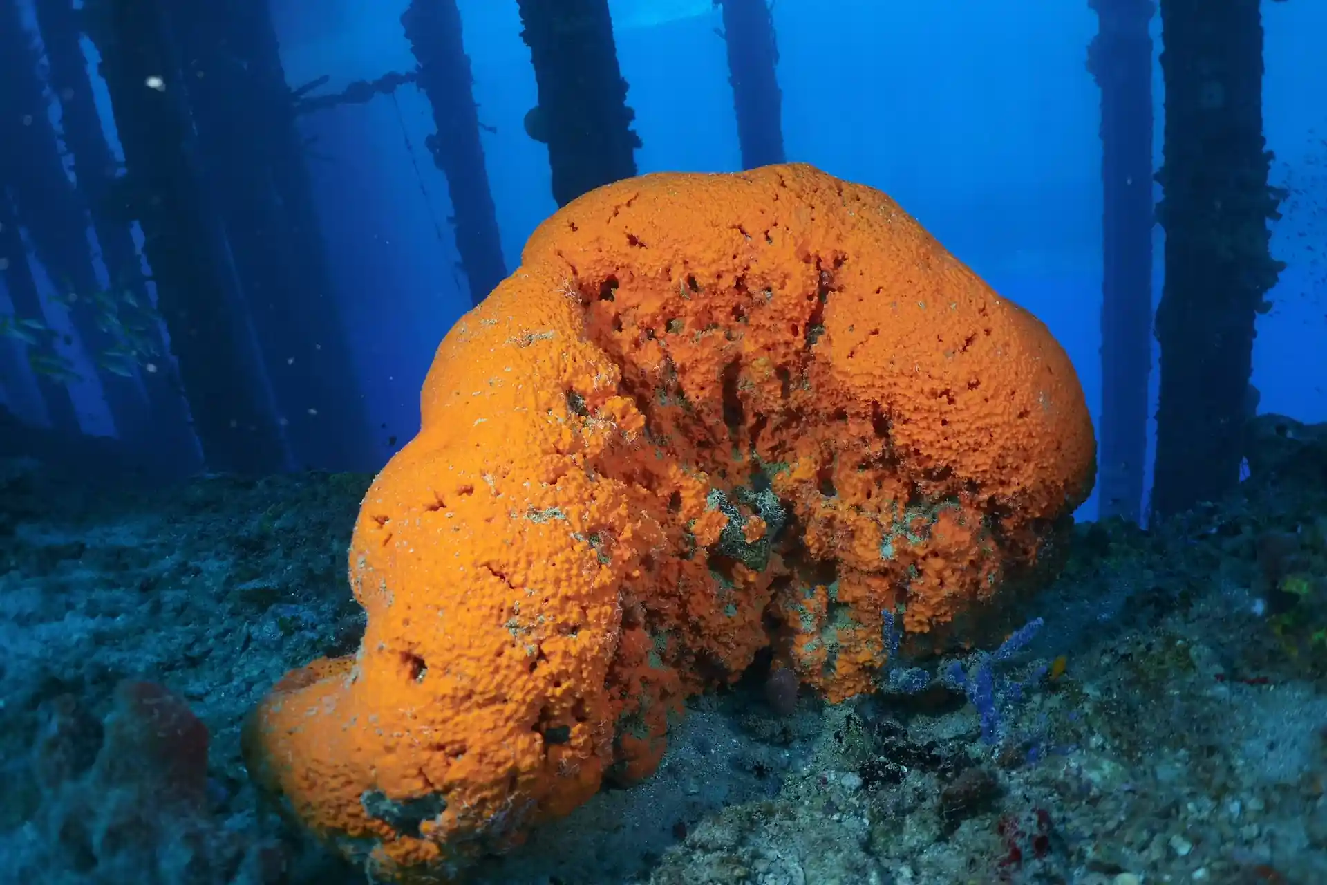 Dive site photo