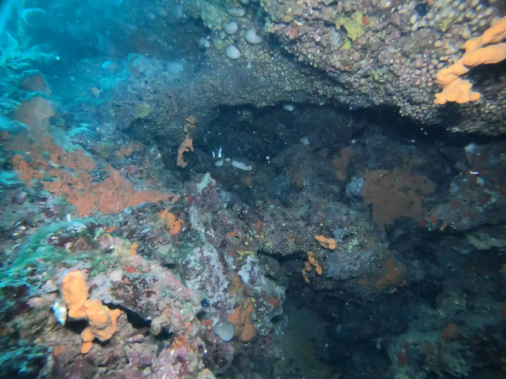 ダイビングサイトの写真