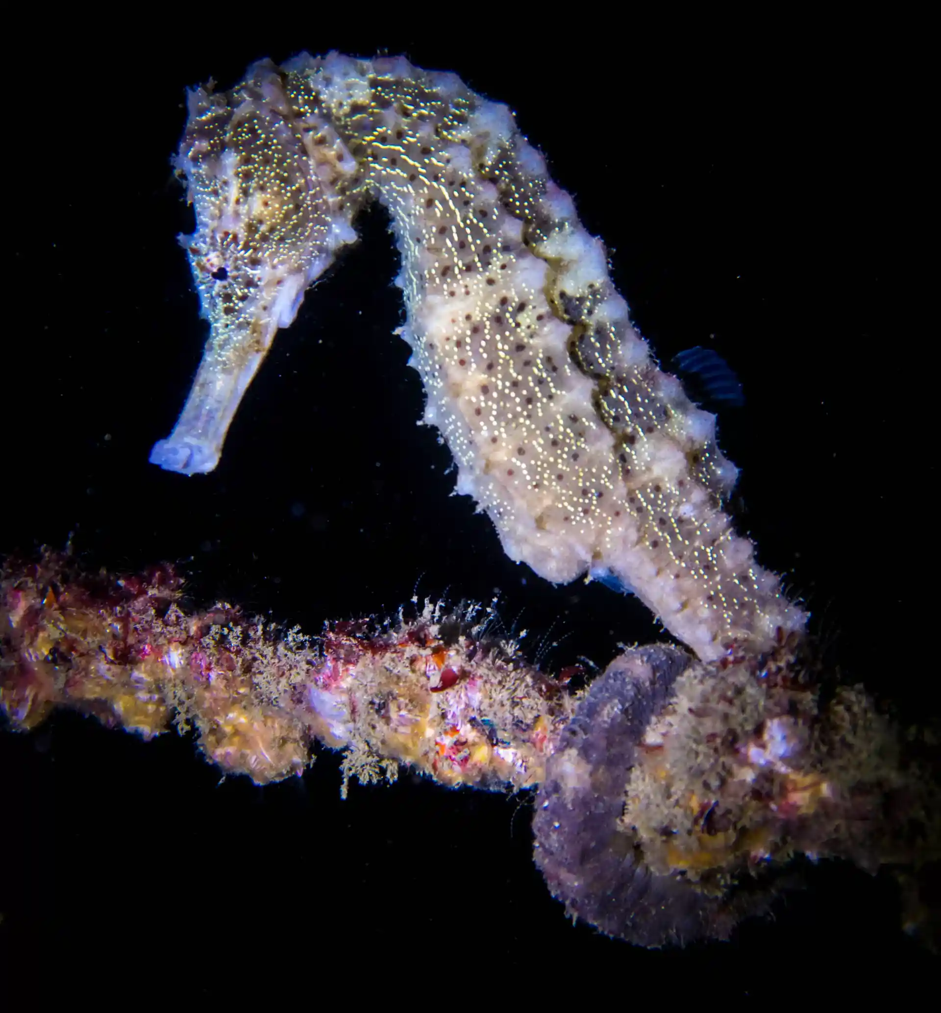 Dive shop photo