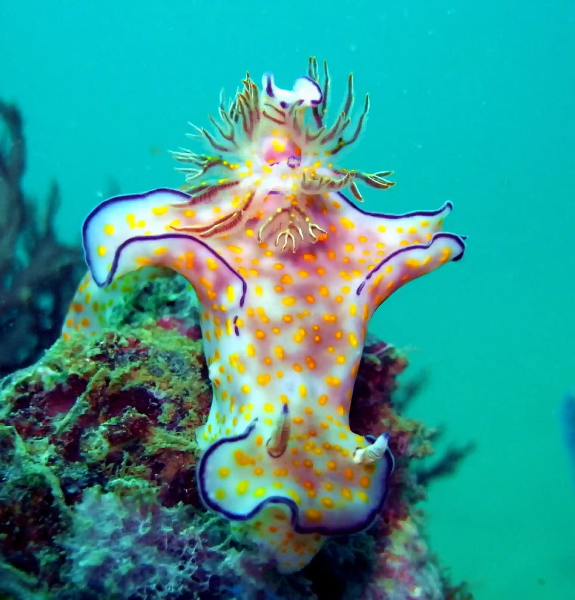 Foto del sitio de buceo