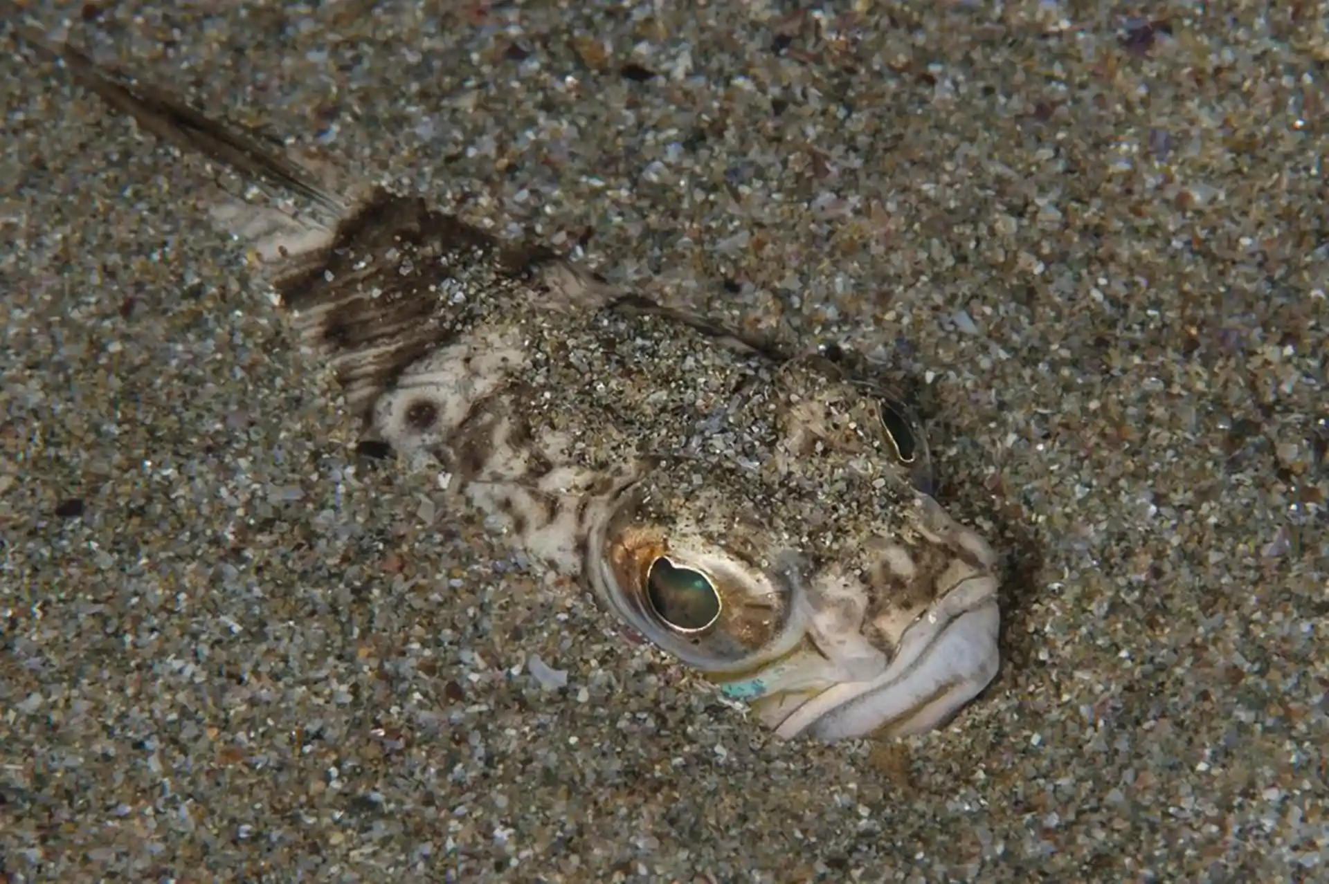 ダイビングサイトの写真