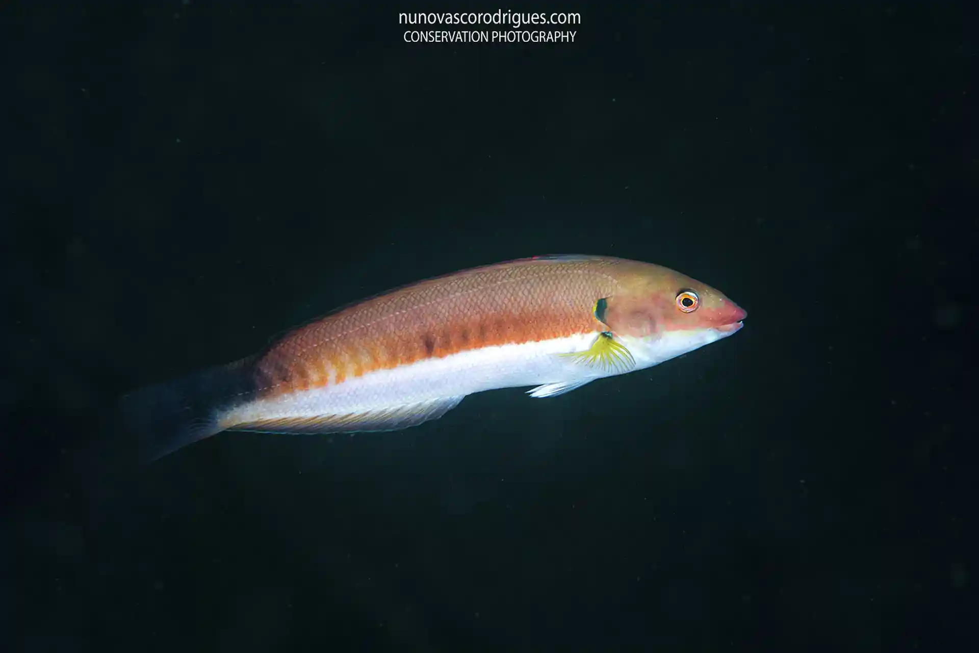 Dive site photo