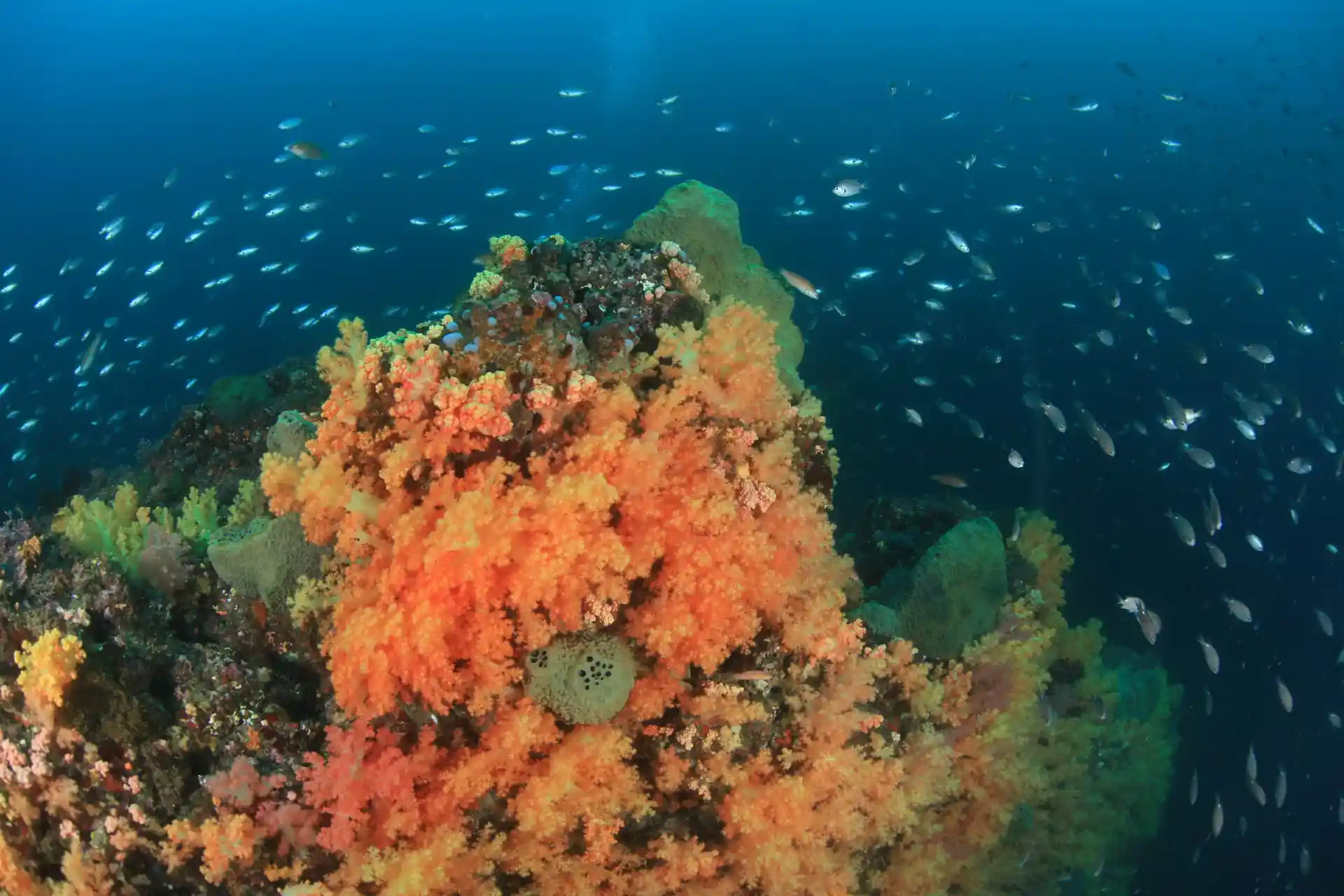 Dive shop photo