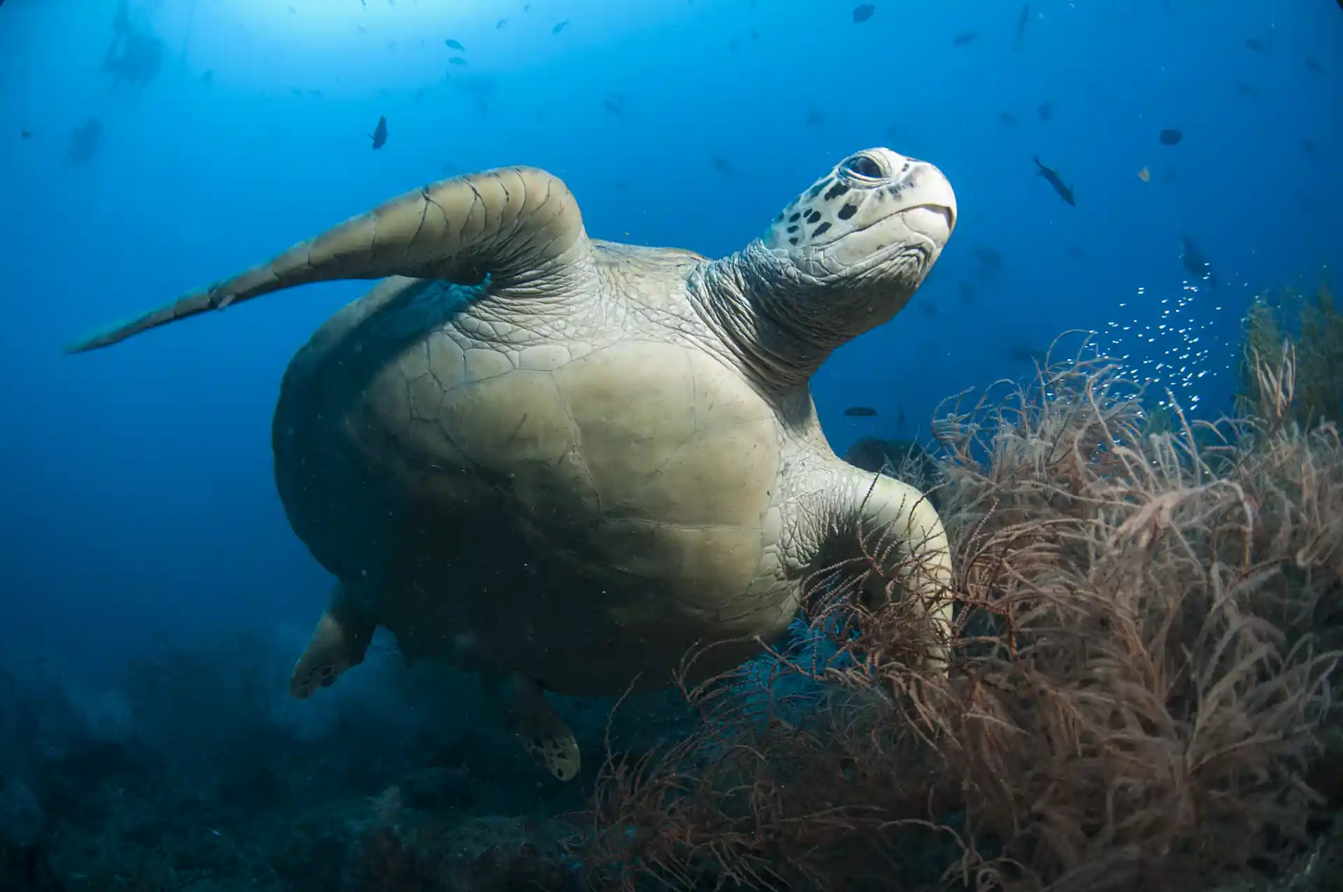 Dive shop photo