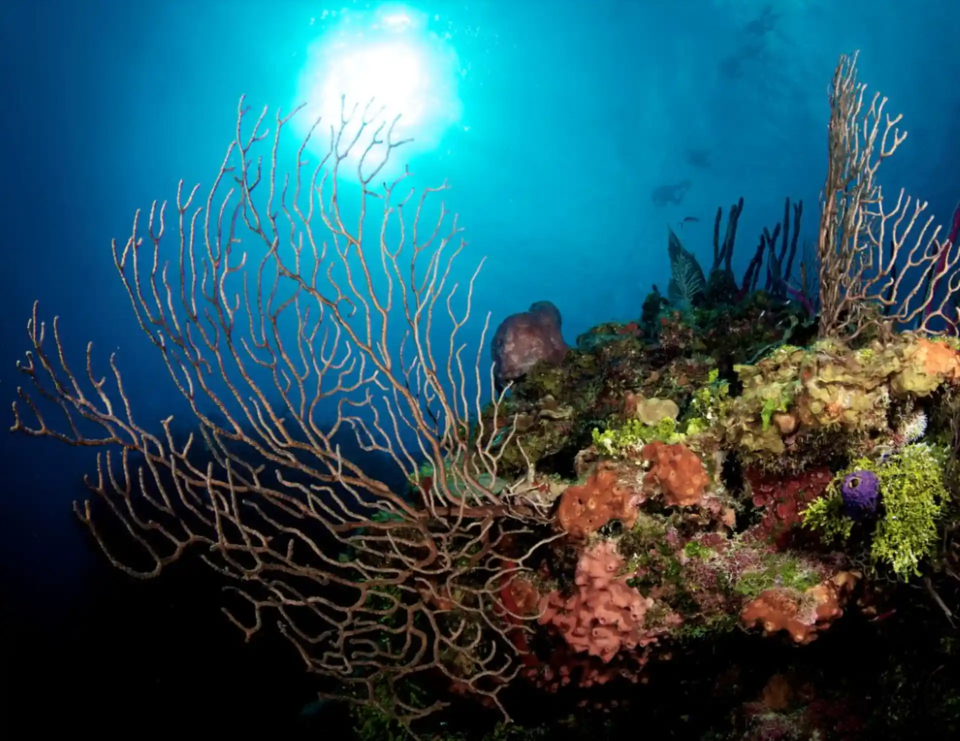 Dive shop photo