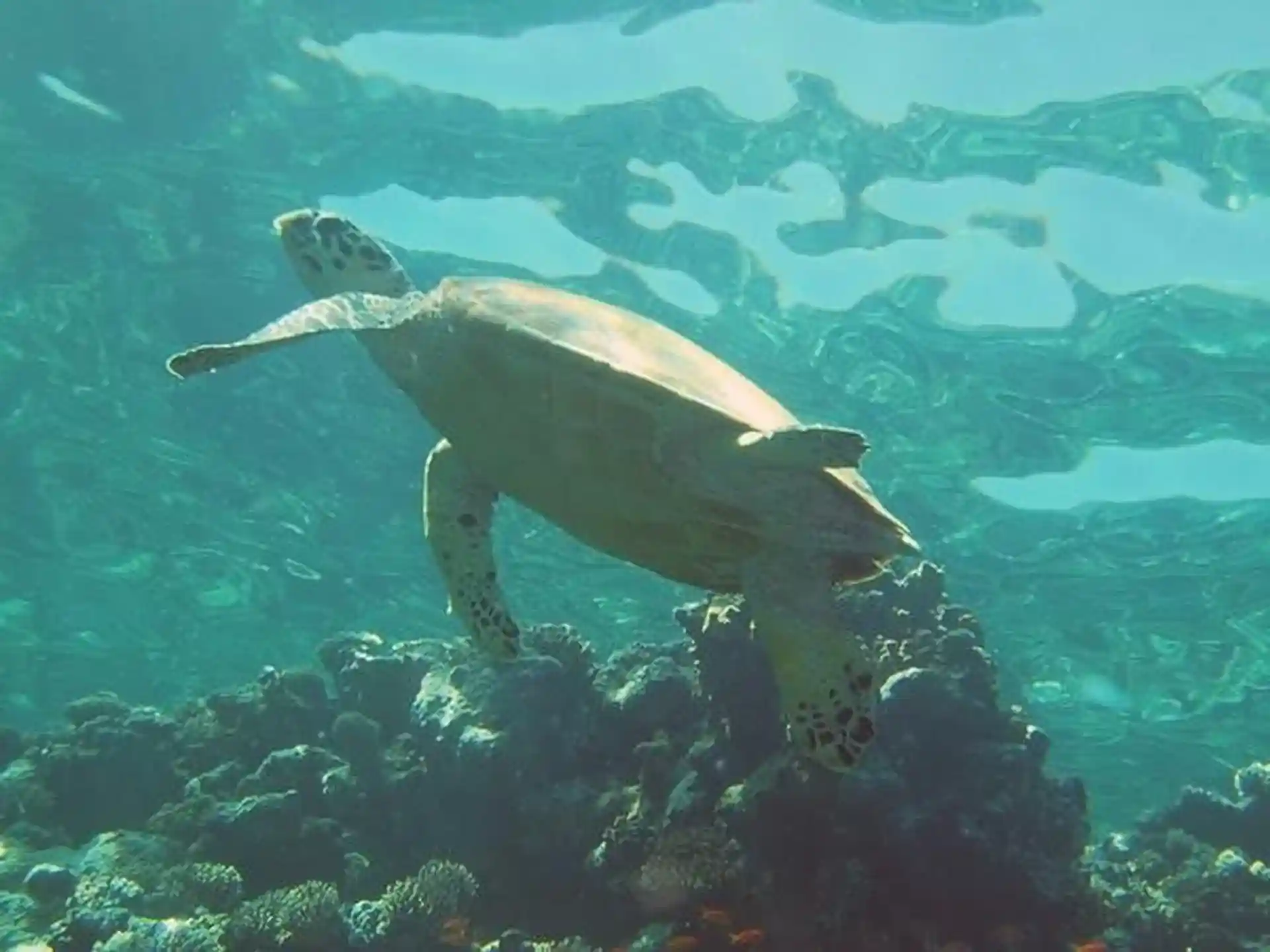 Dive site photo