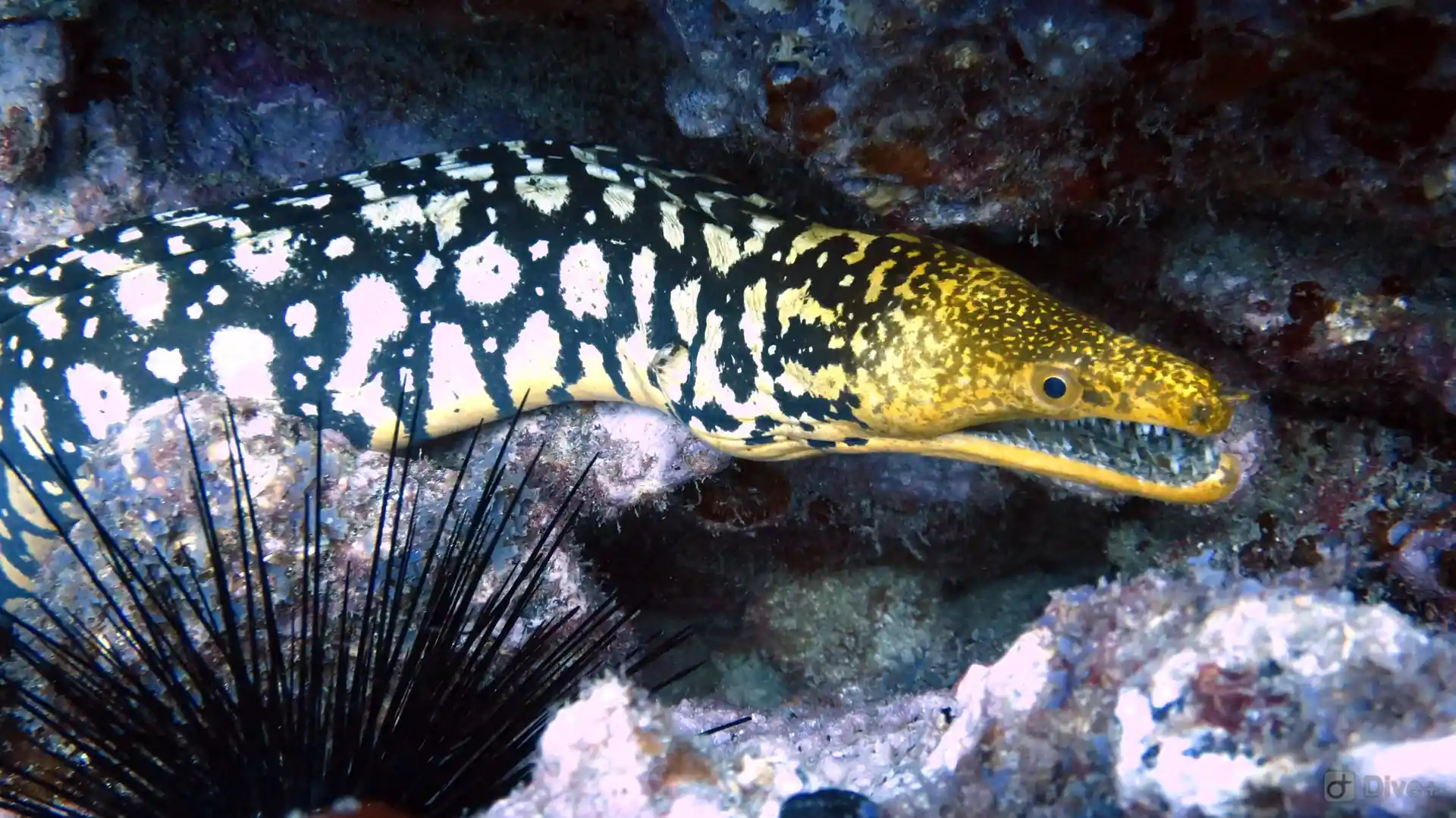 Dive site photo