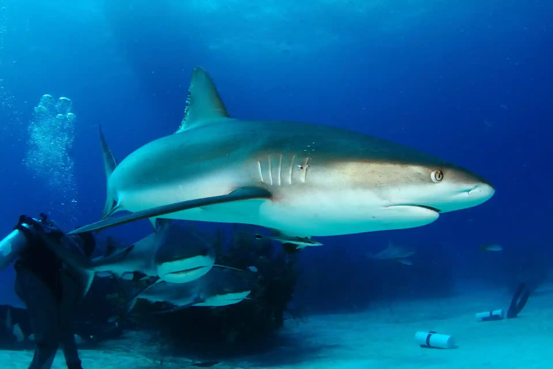 ダイビングサイトの写真