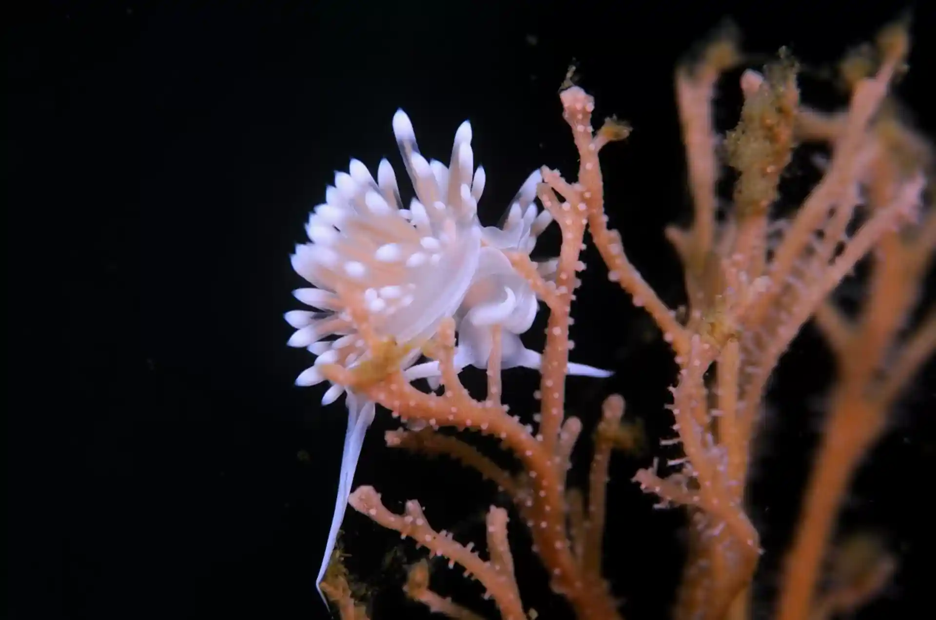 Photo du site de plongée