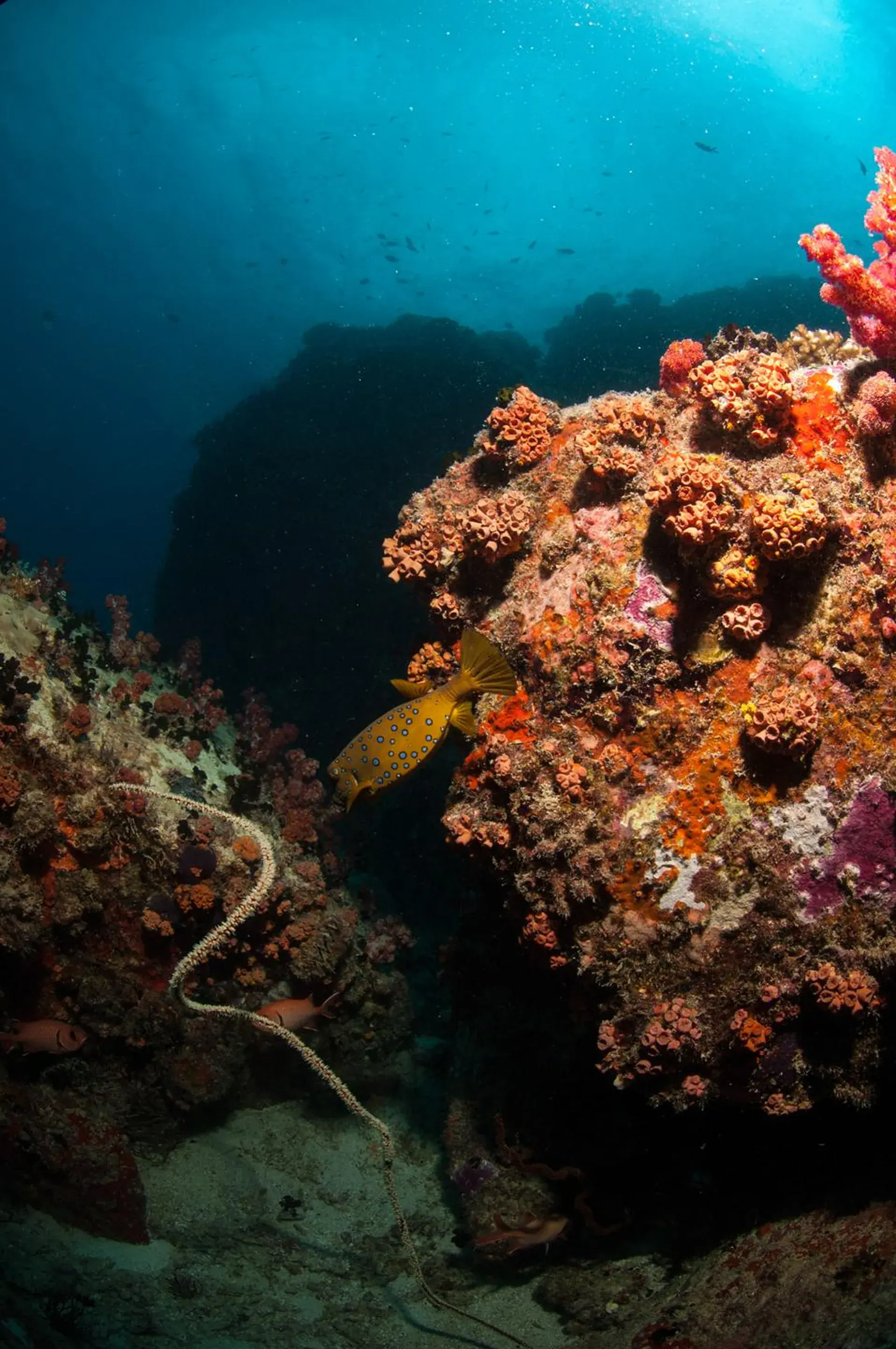 Dive site photo