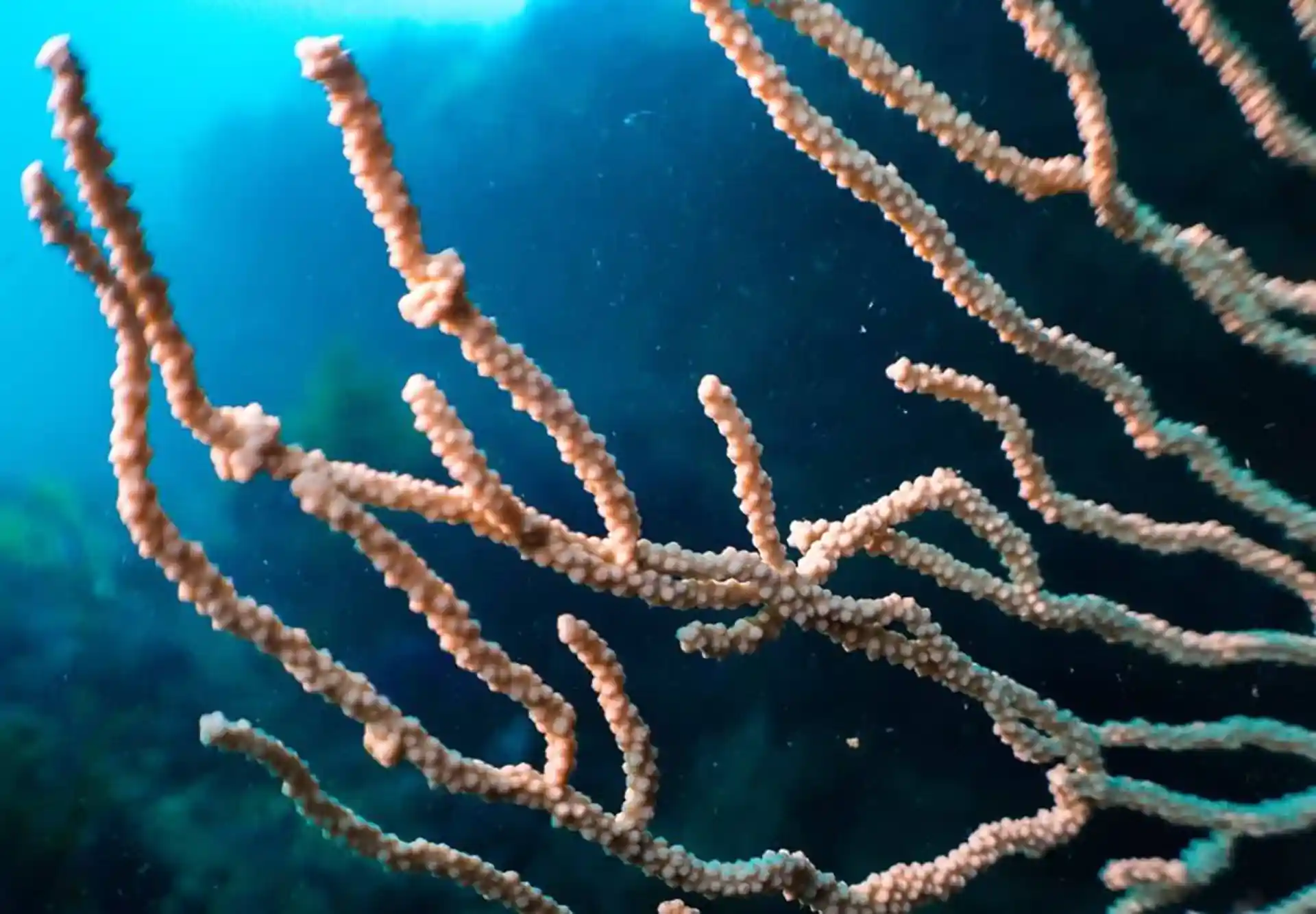 Dive site photo