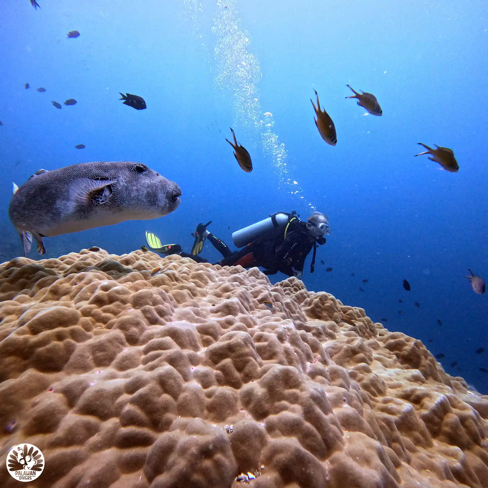 Gian Pufferfish - El Nido - Palawan