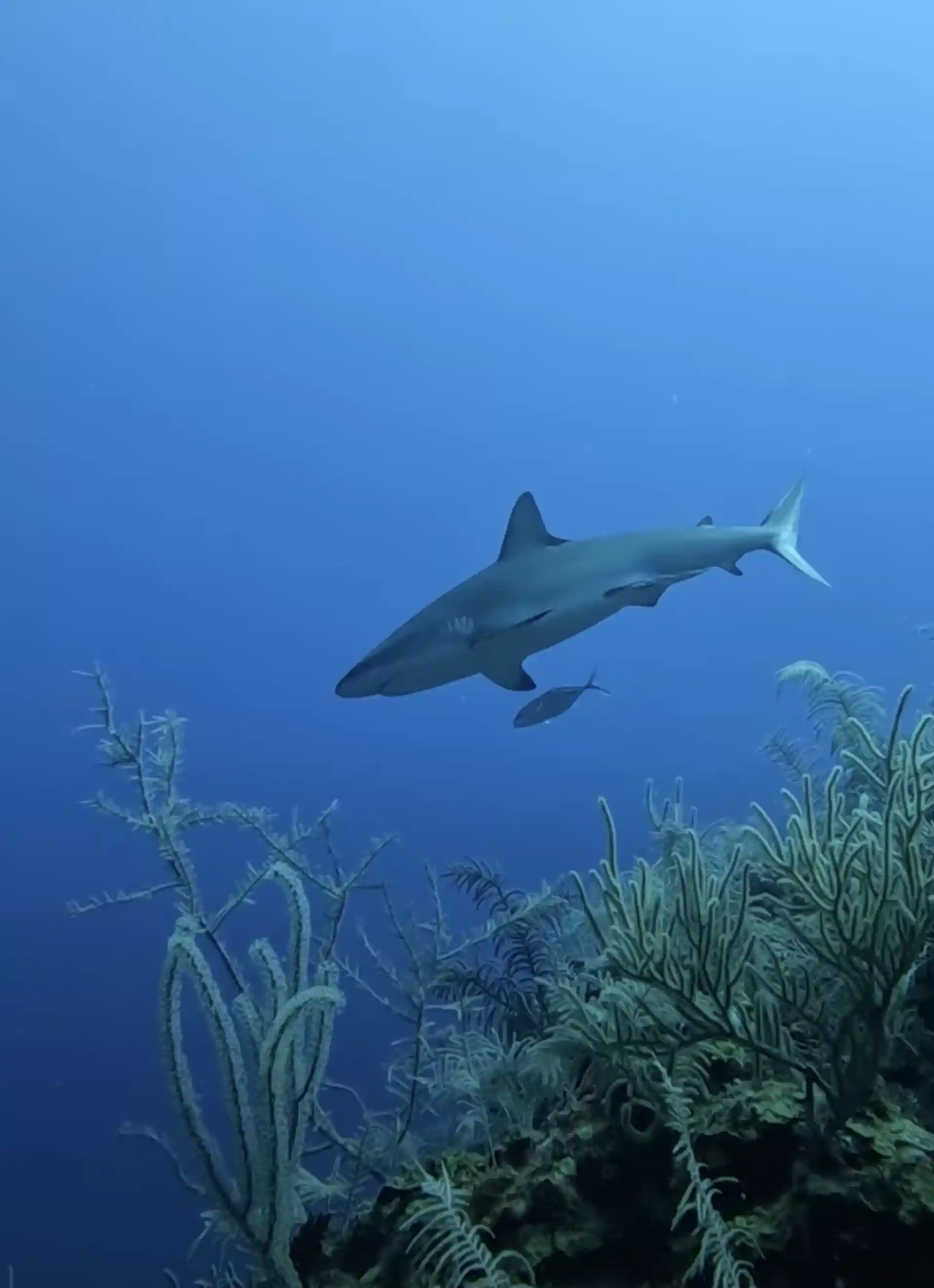 Foto del sitio de buceo