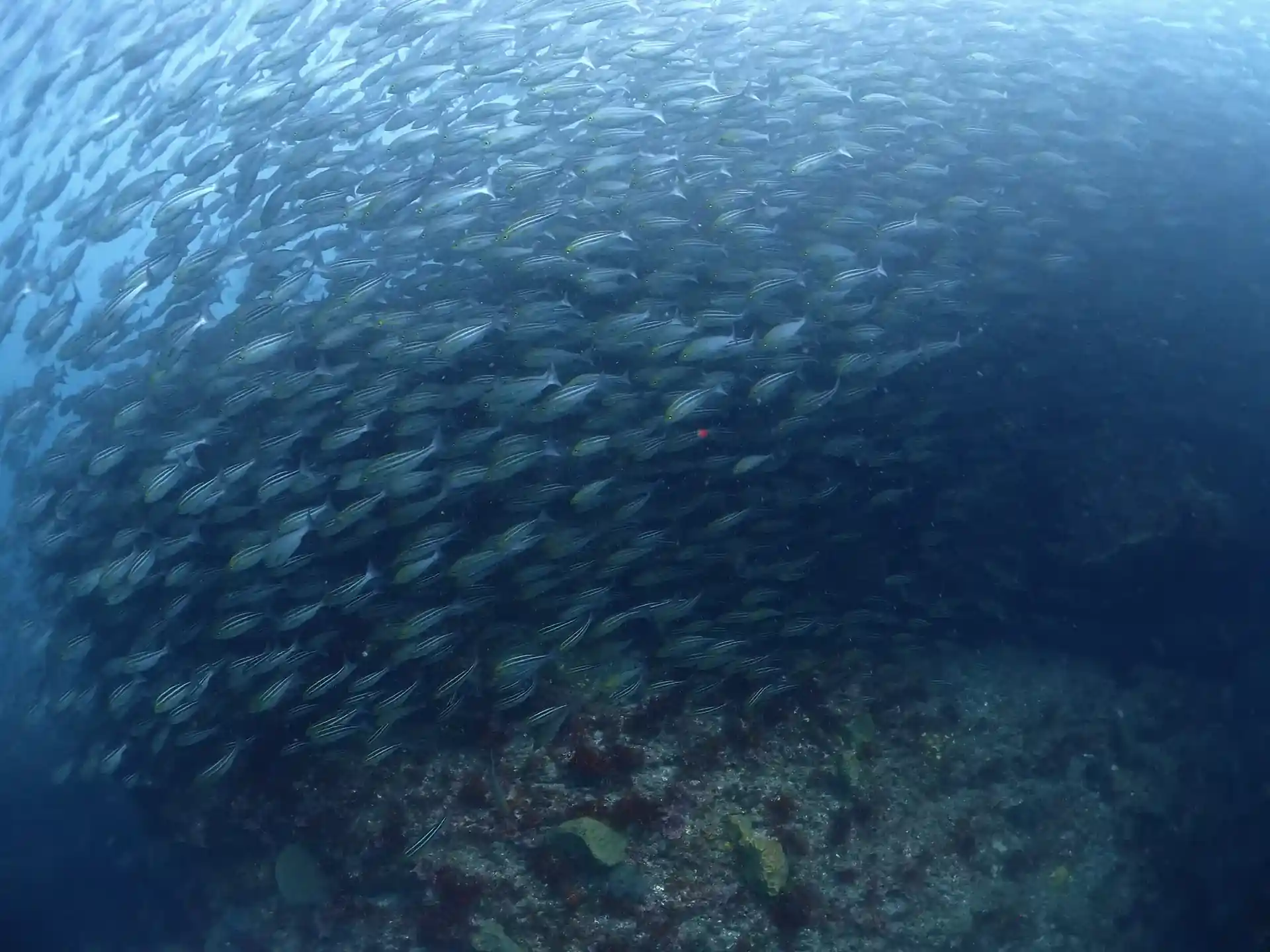 Photo du magasin de plongée
