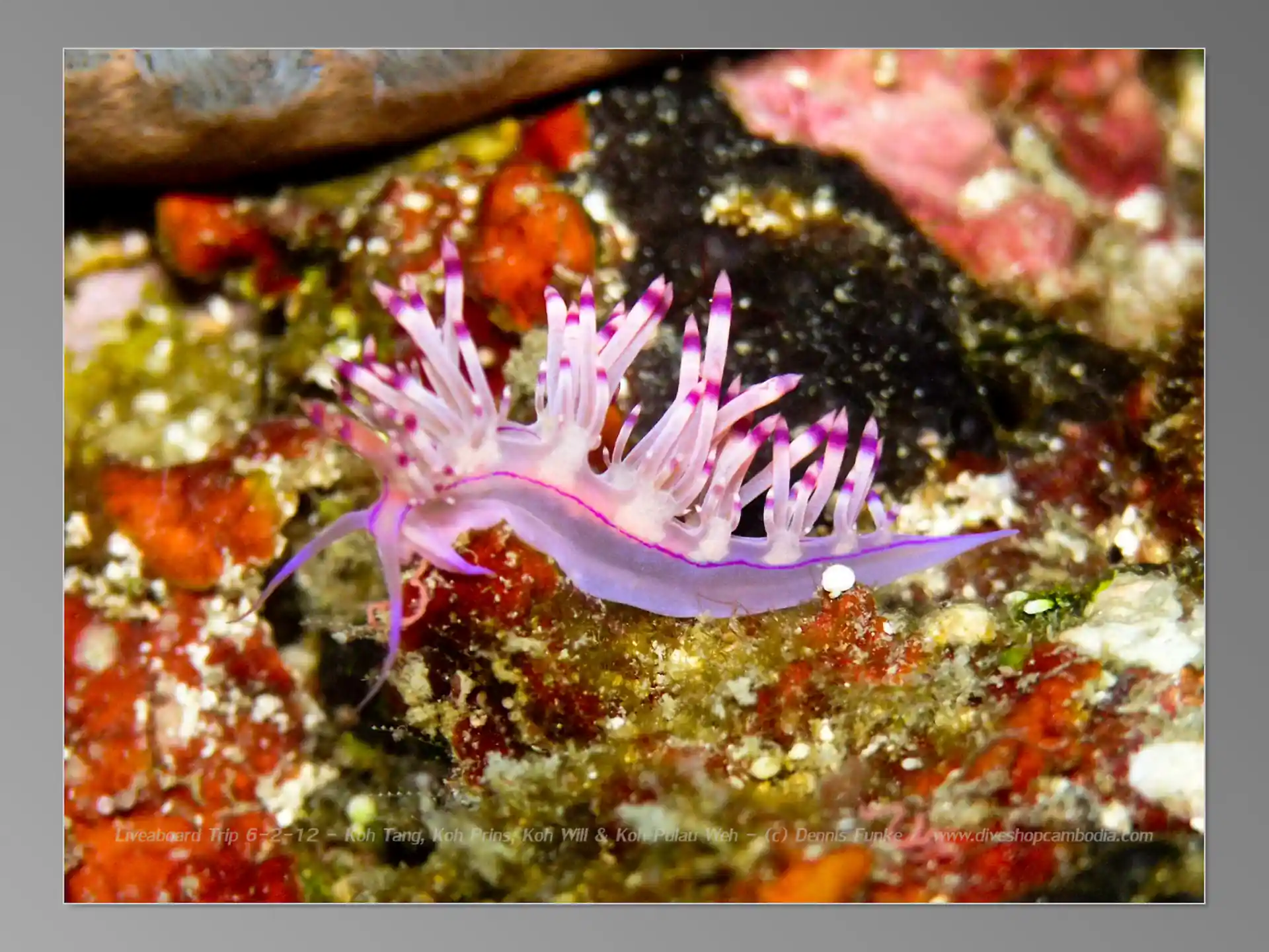 Foto van de duiklocatie