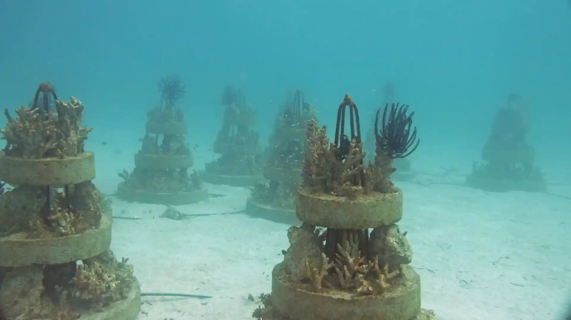 Photo du site de plongée