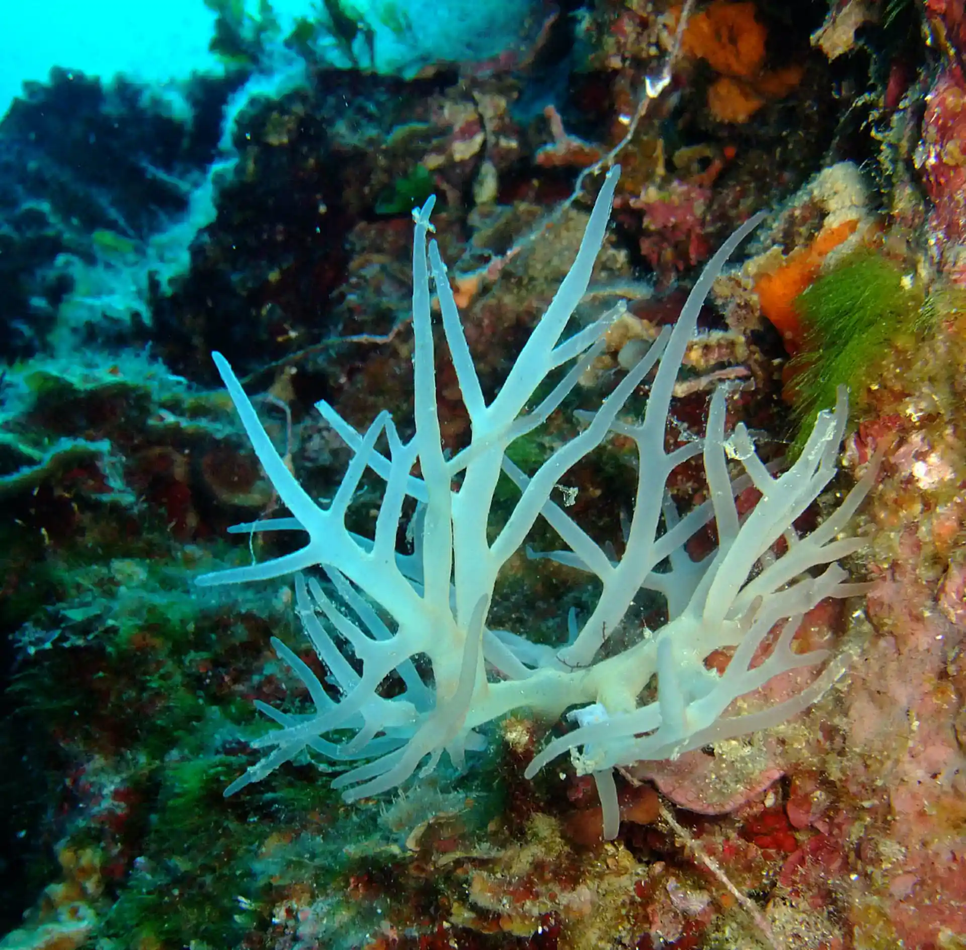 Dive site photo
