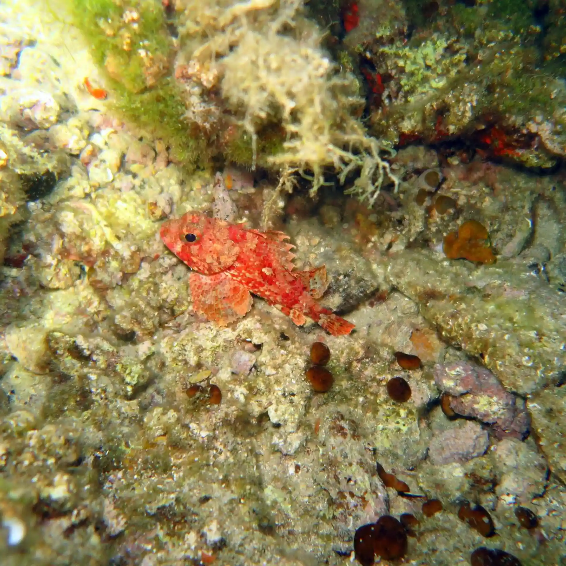 Photo du site de plongée