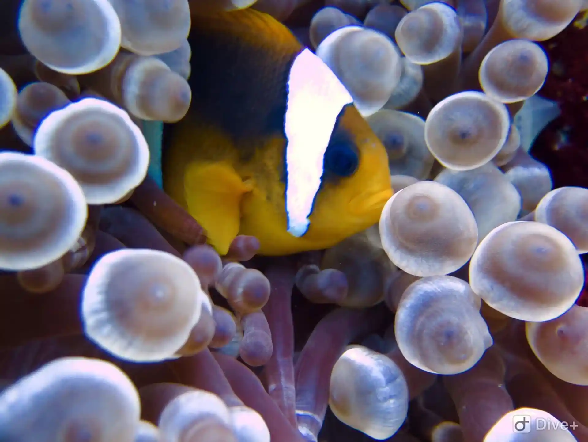 Seen on every reef - Anemone or more commonly known as a Clown Fish