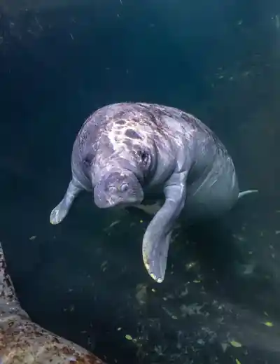 Picture: PADI Open Water Diver