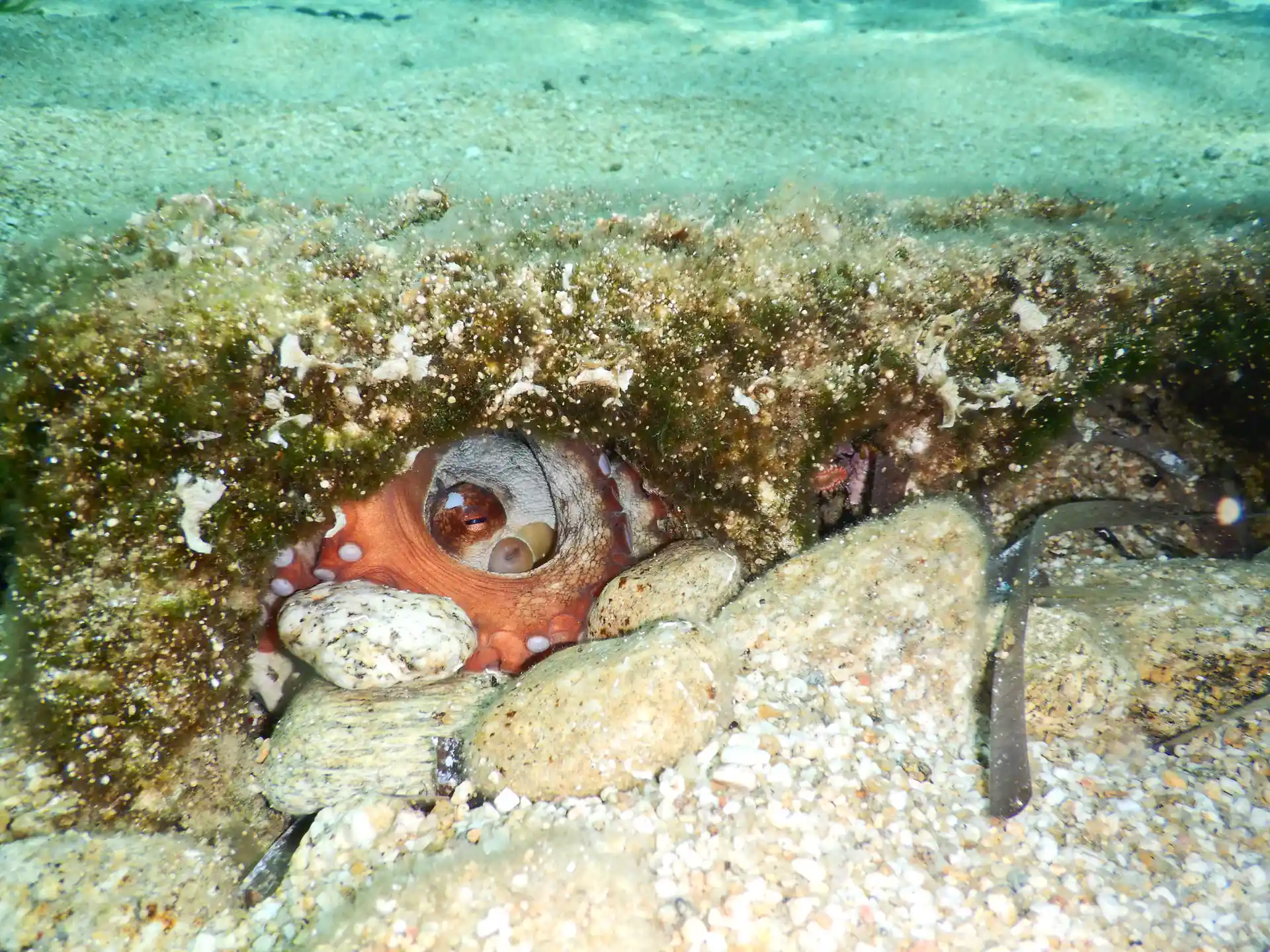 Octopus in action