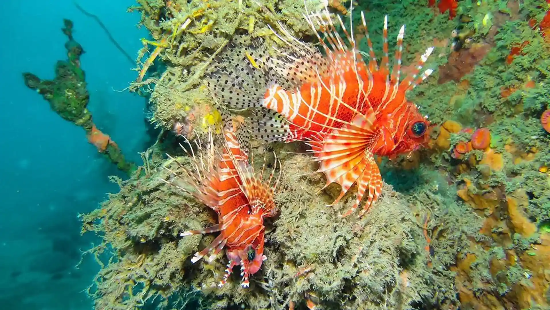 Explore and discover hundreds of beautiful underwater species around Unawatuna beach