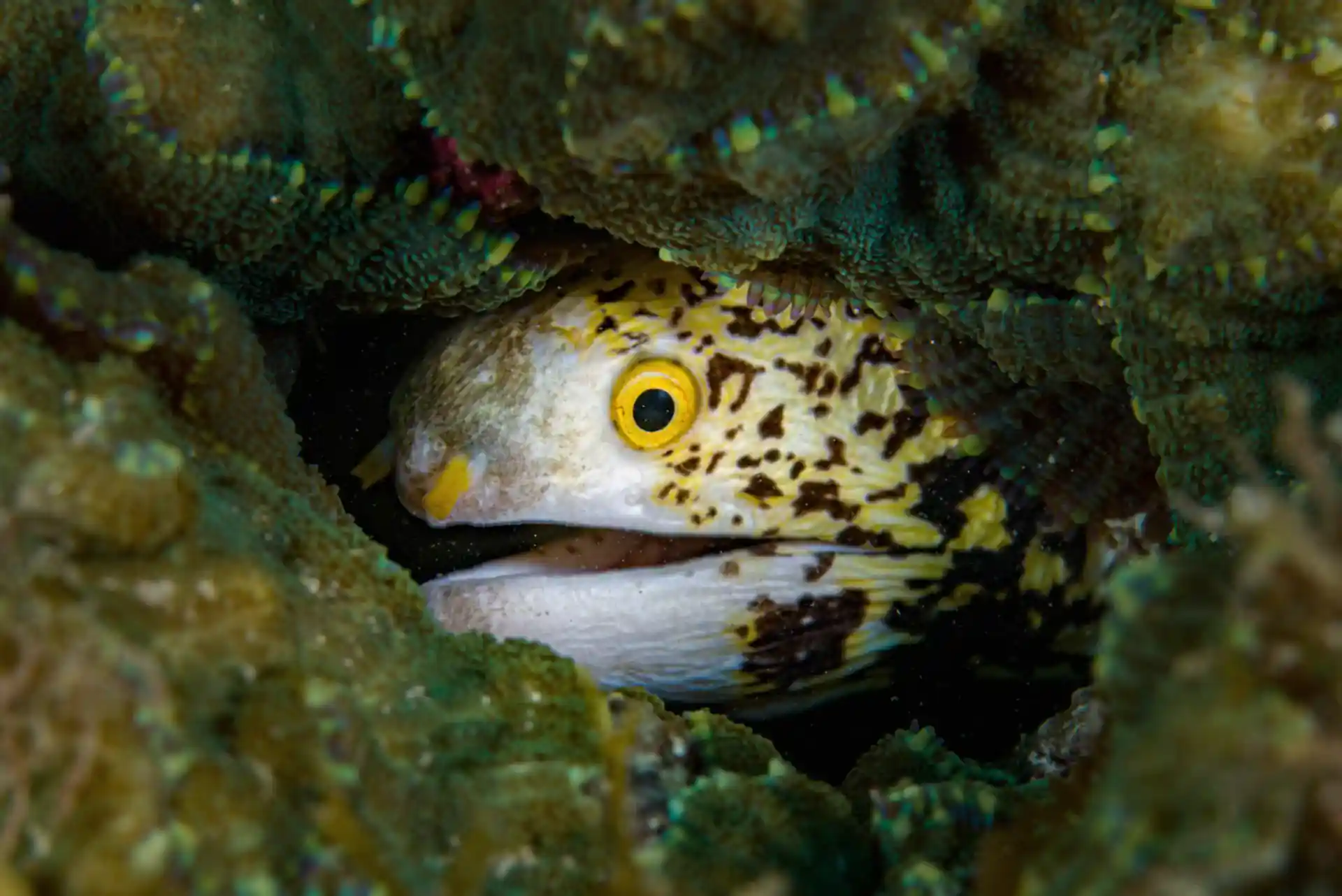 Dive site photo