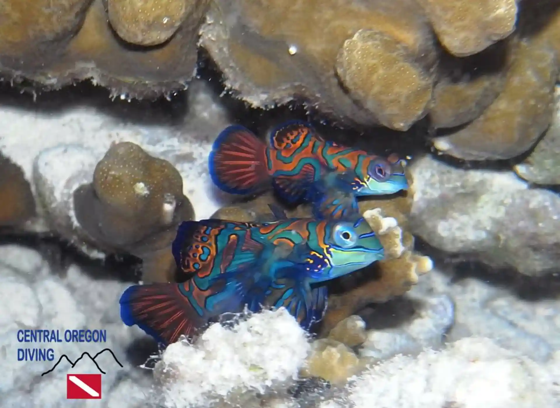 Dive shop photo