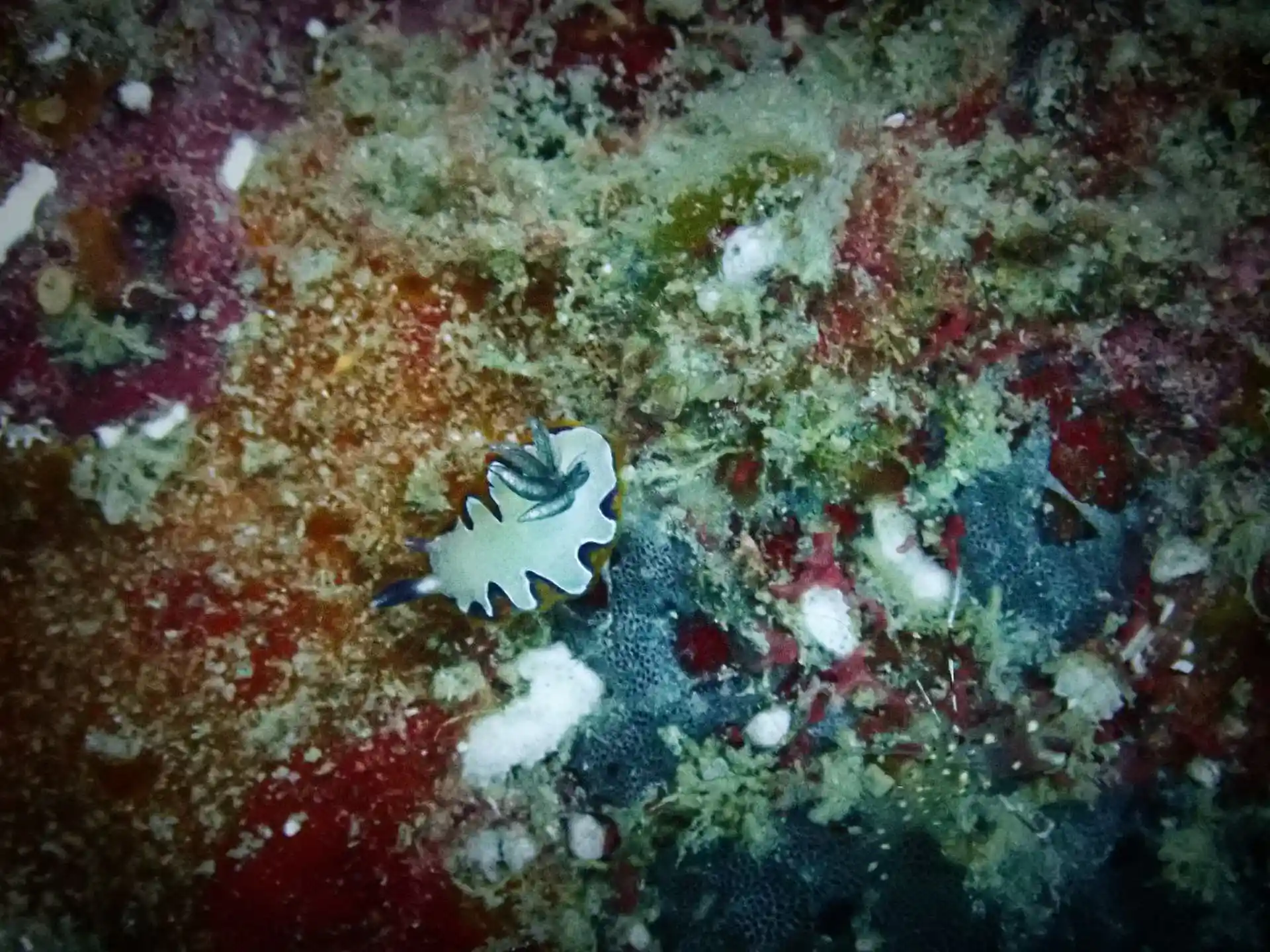 Dive site photo