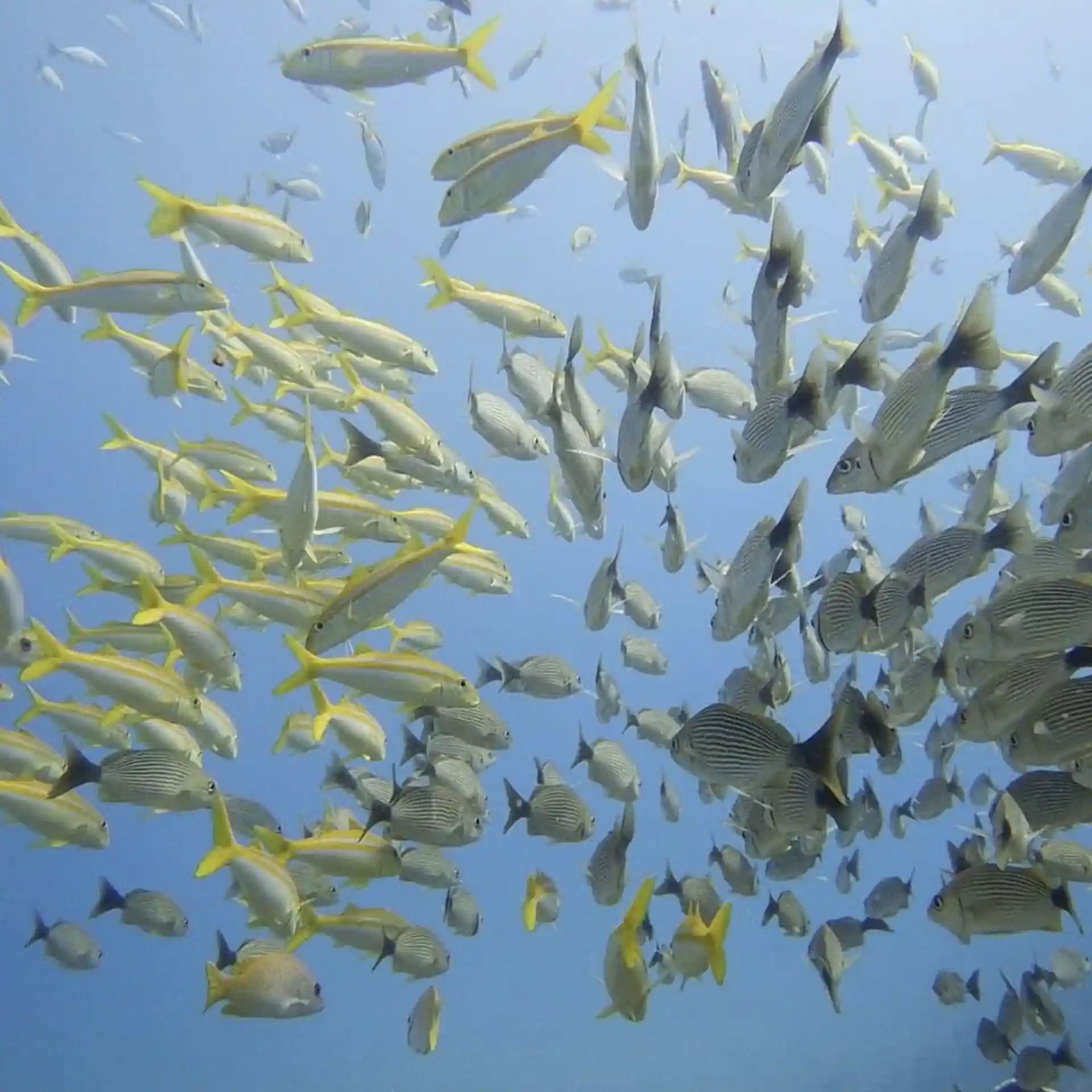 다이빙 포인트 사진