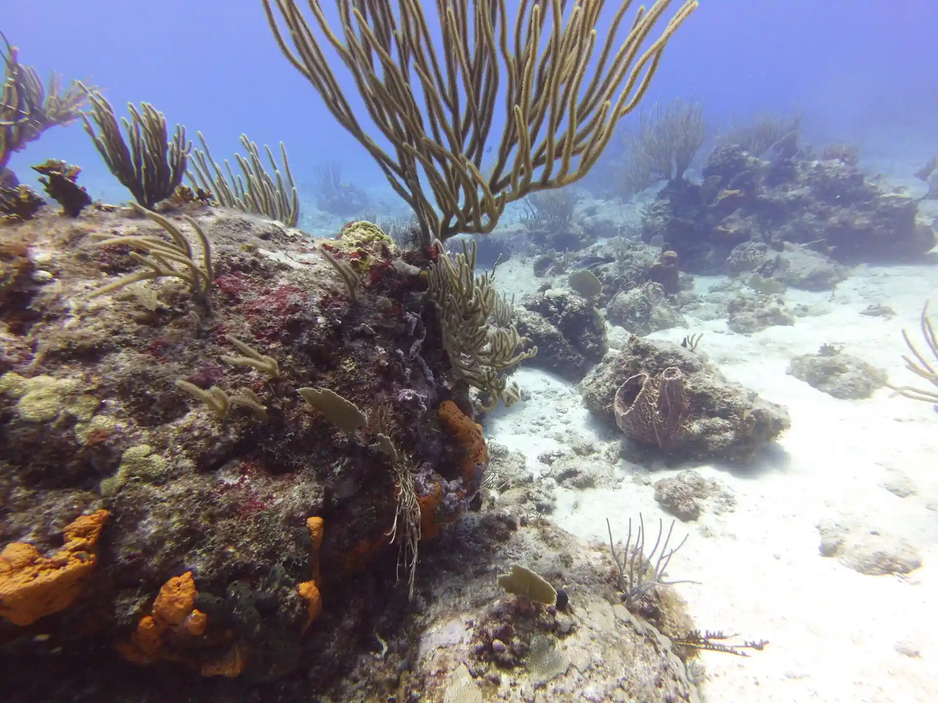 Dive site photo