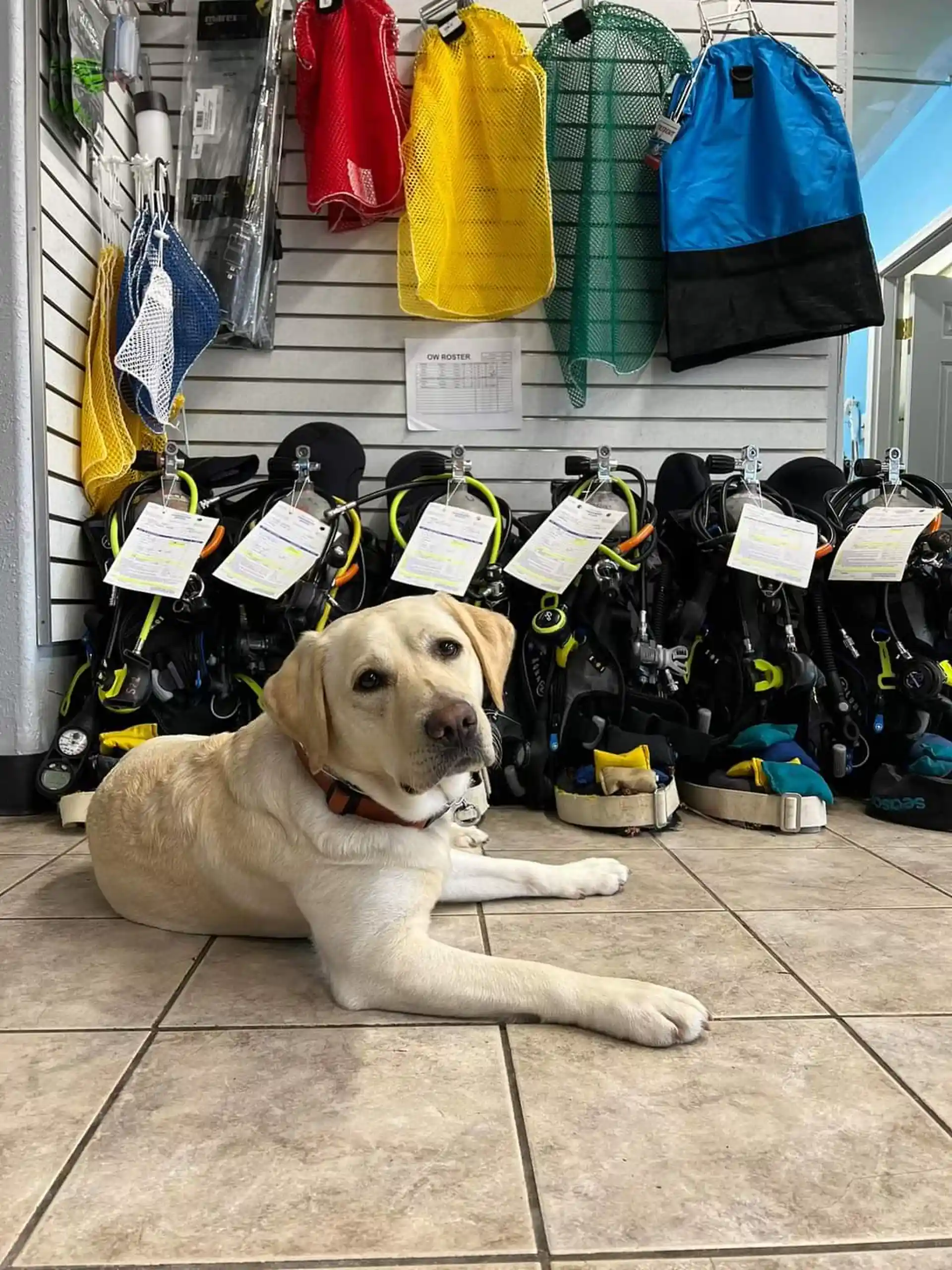 Dive shop photo