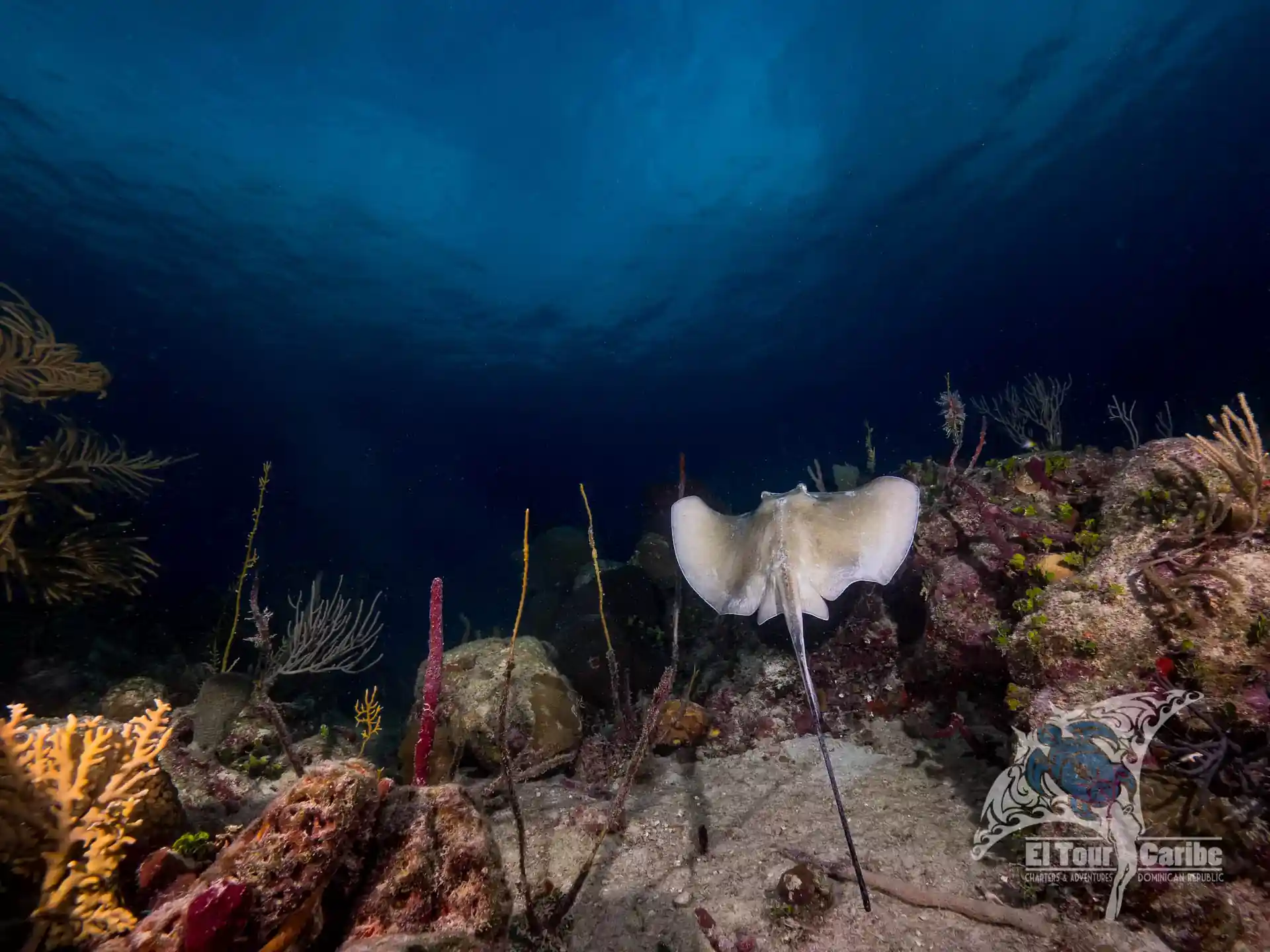 A large Southern Stingray making it's escape above the reef at Peñon Tres.