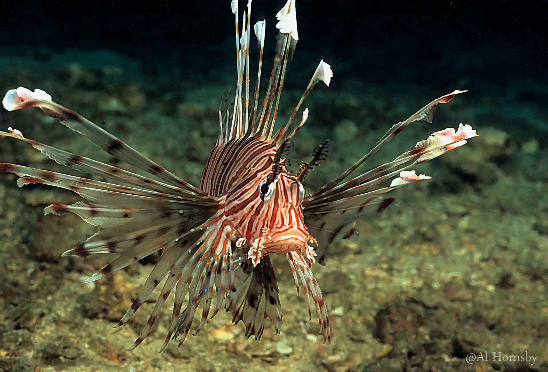 Dive shop photo