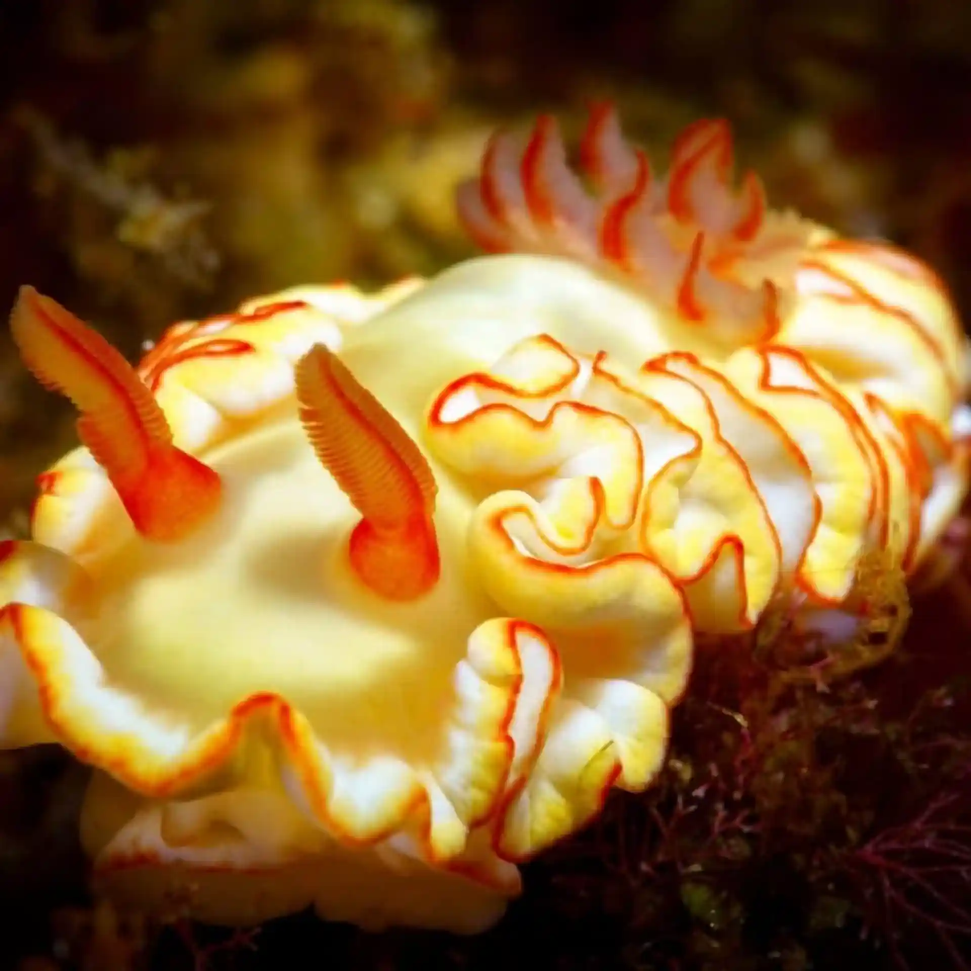 ダイビングサイトの写真