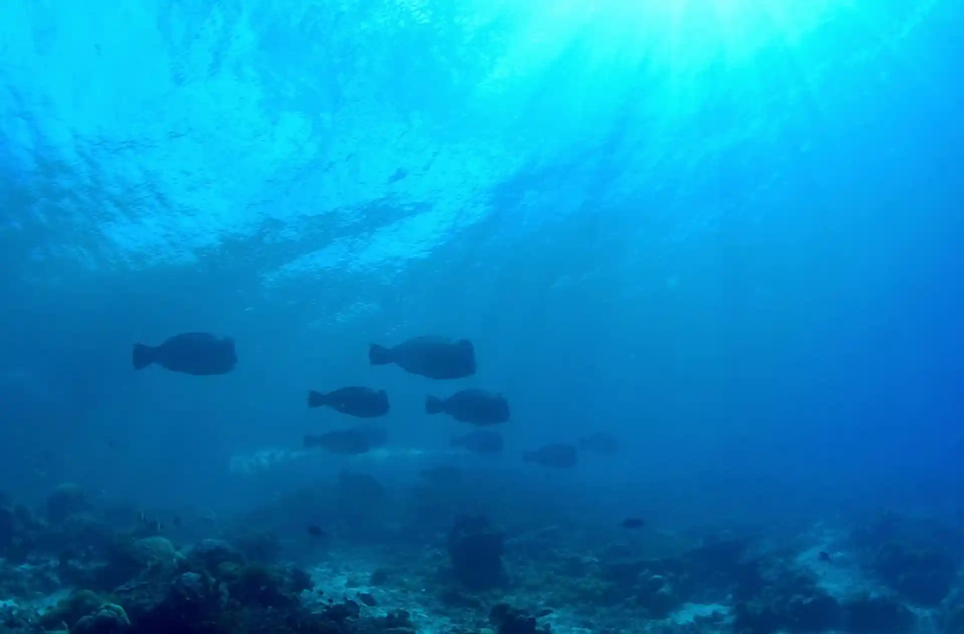 ダイビングサイトの写真