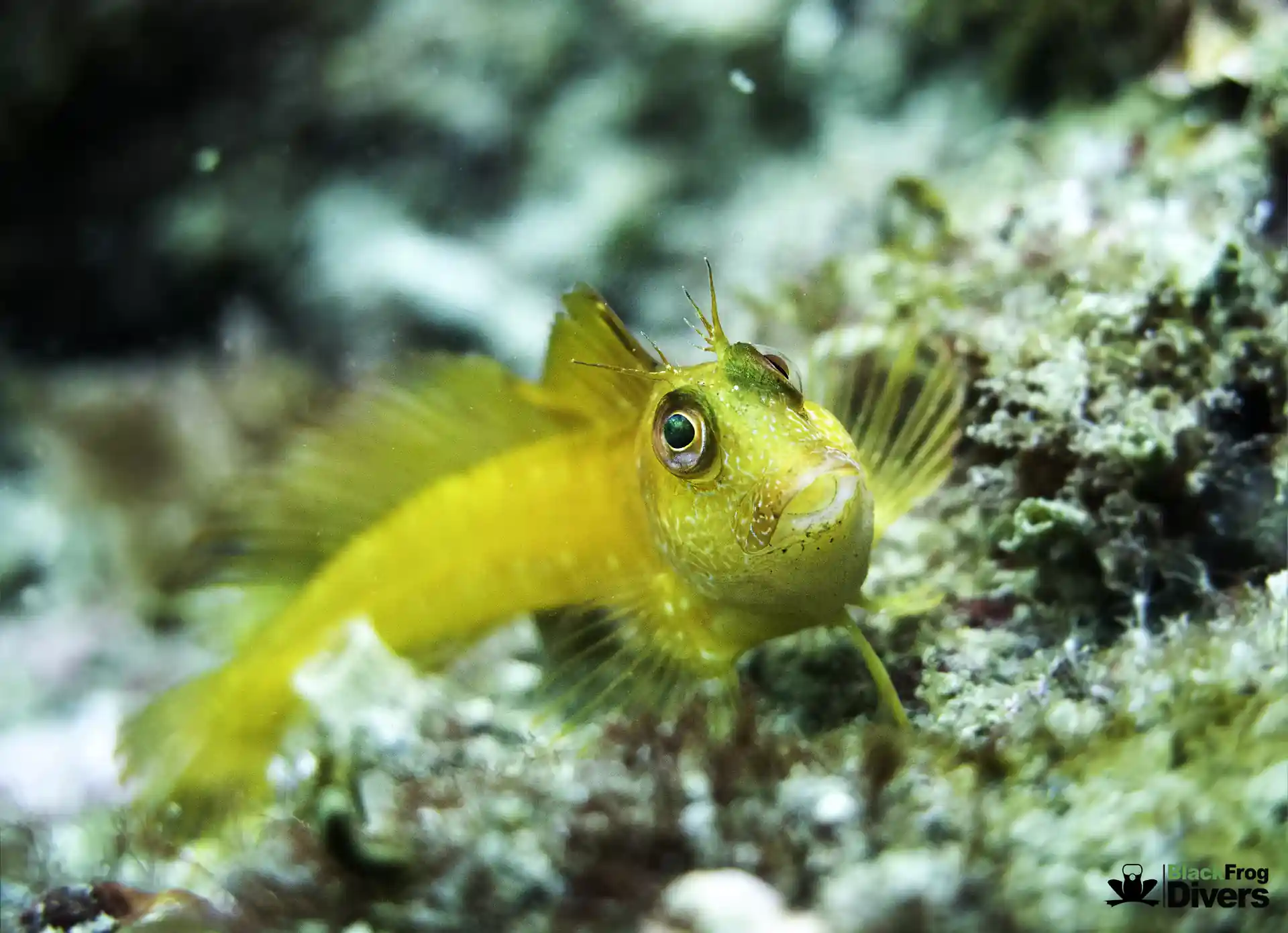 Blenny the fish