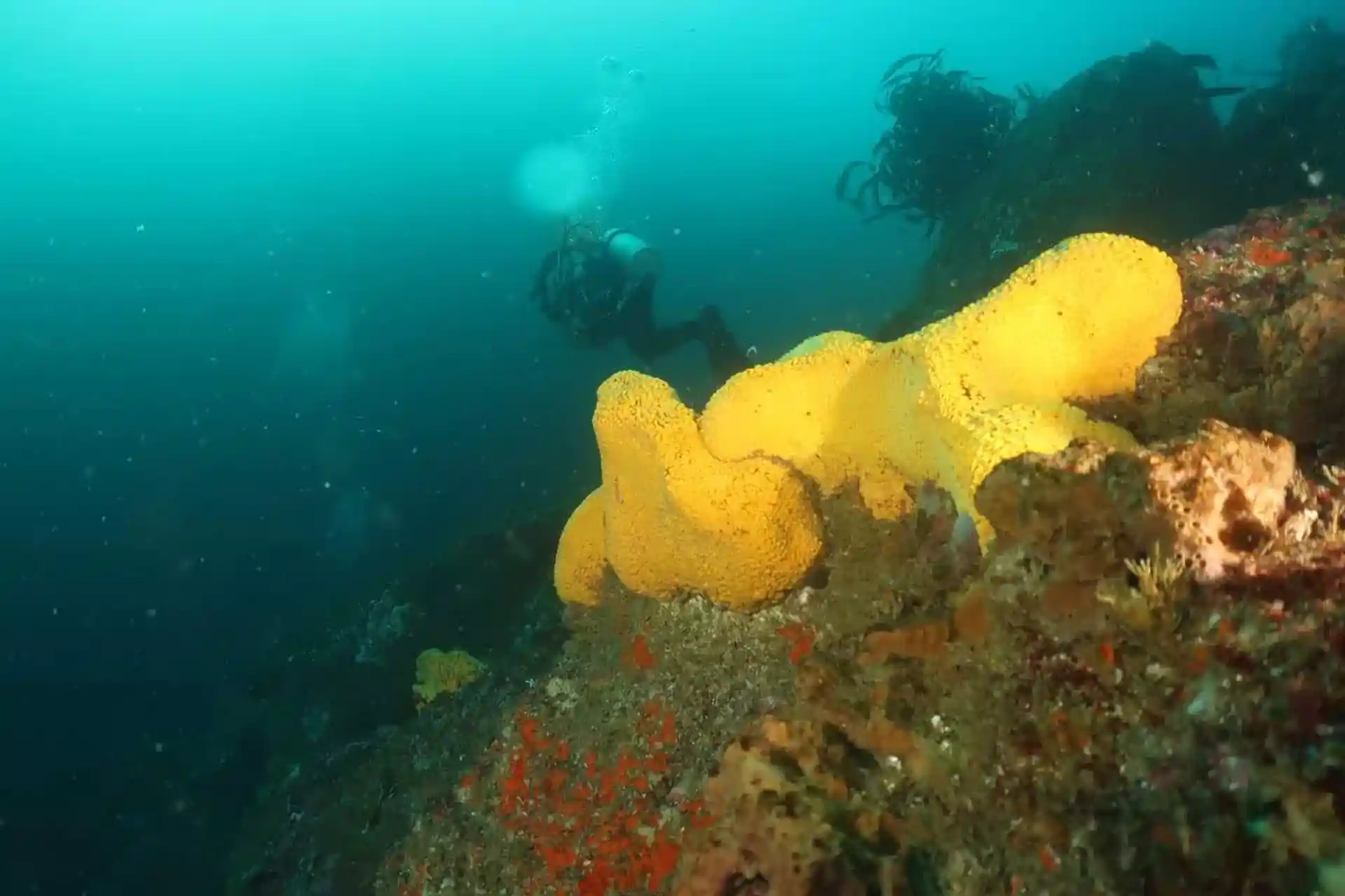 Foto de la tienda de buceo