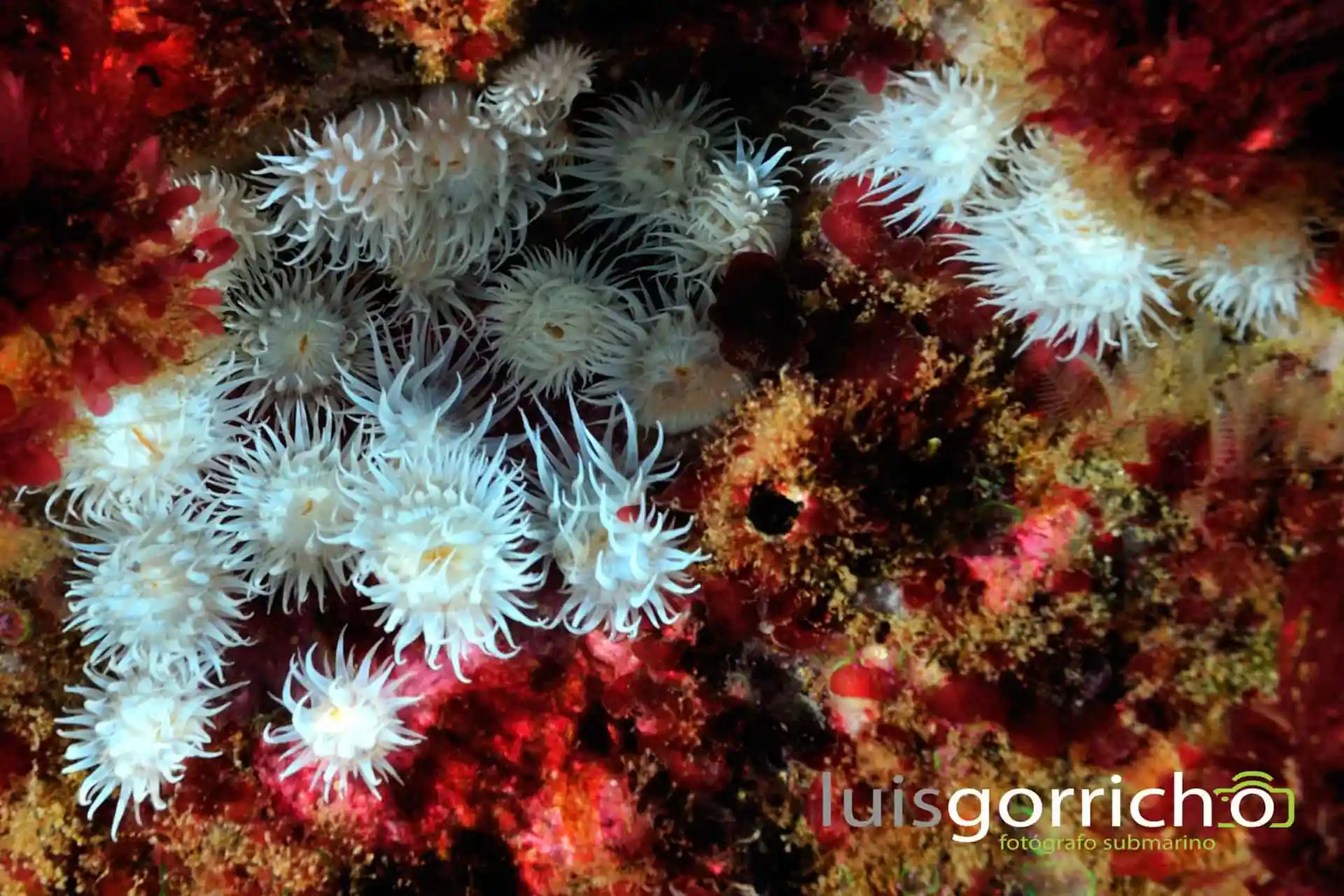Foto del sitio de buceo